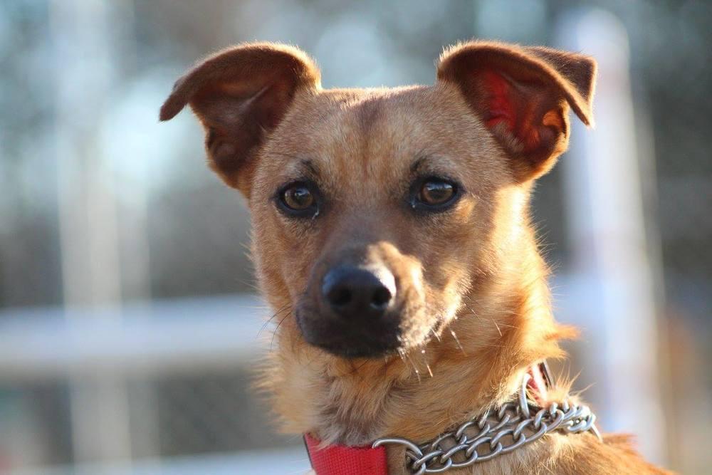 Pumba, Adopted, Young Male Chihuahua & Dachshund.
