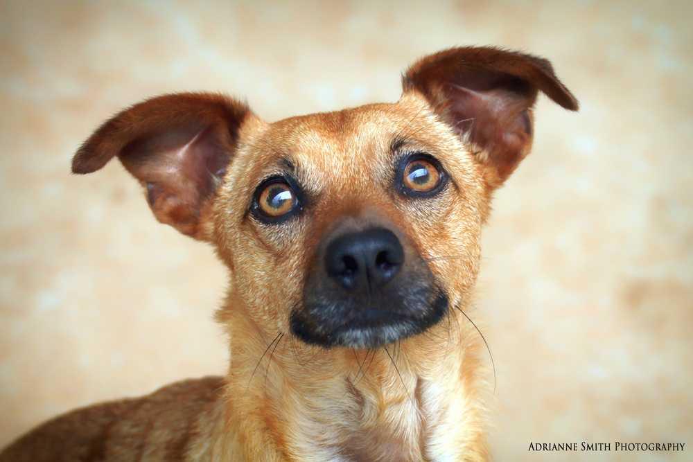 Pumba, a Adopted mixed breed in Barnesville, GA image 6/6