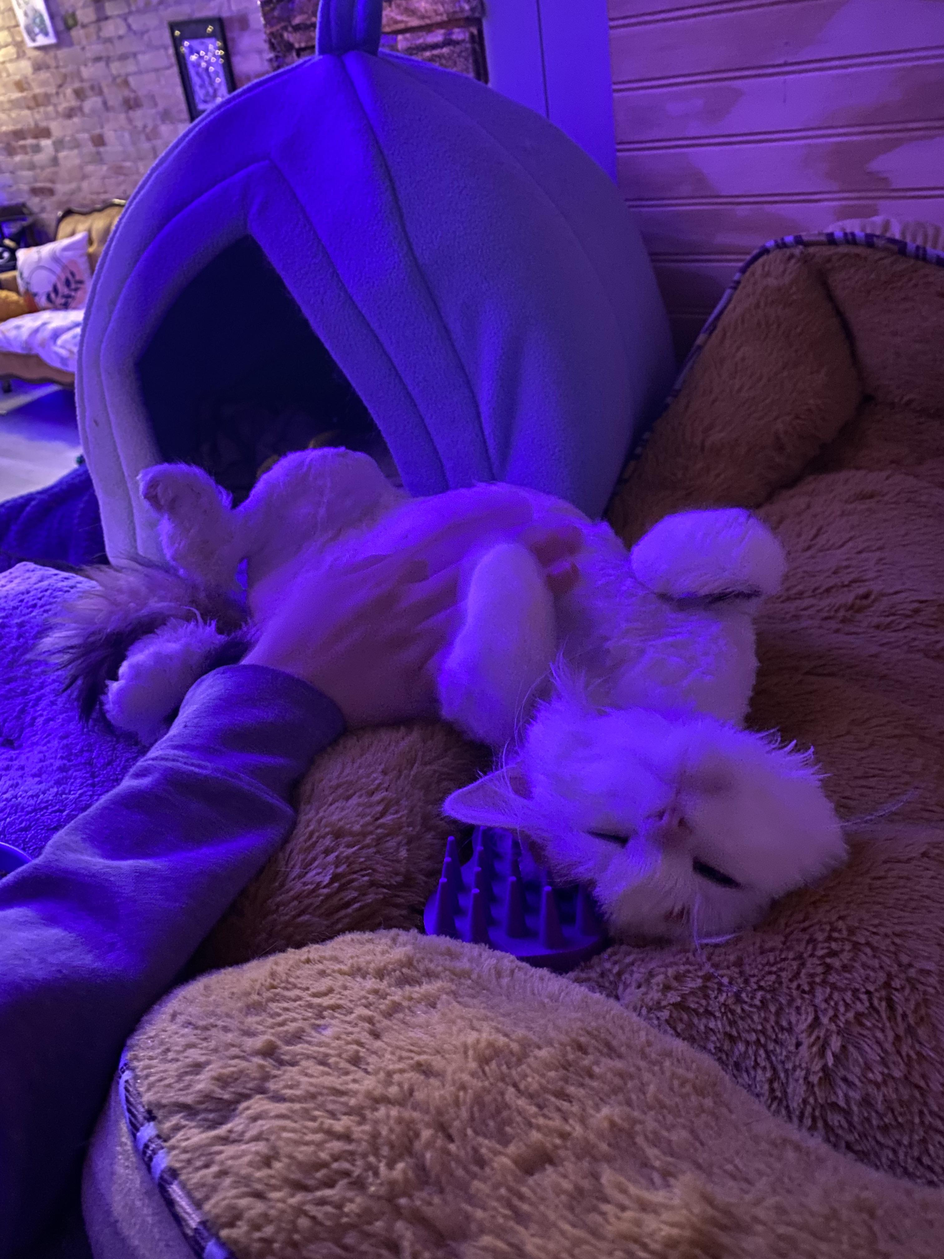 Enlarge Muffy, a Adopted mixed breed in Whitewater, WI image 1/5