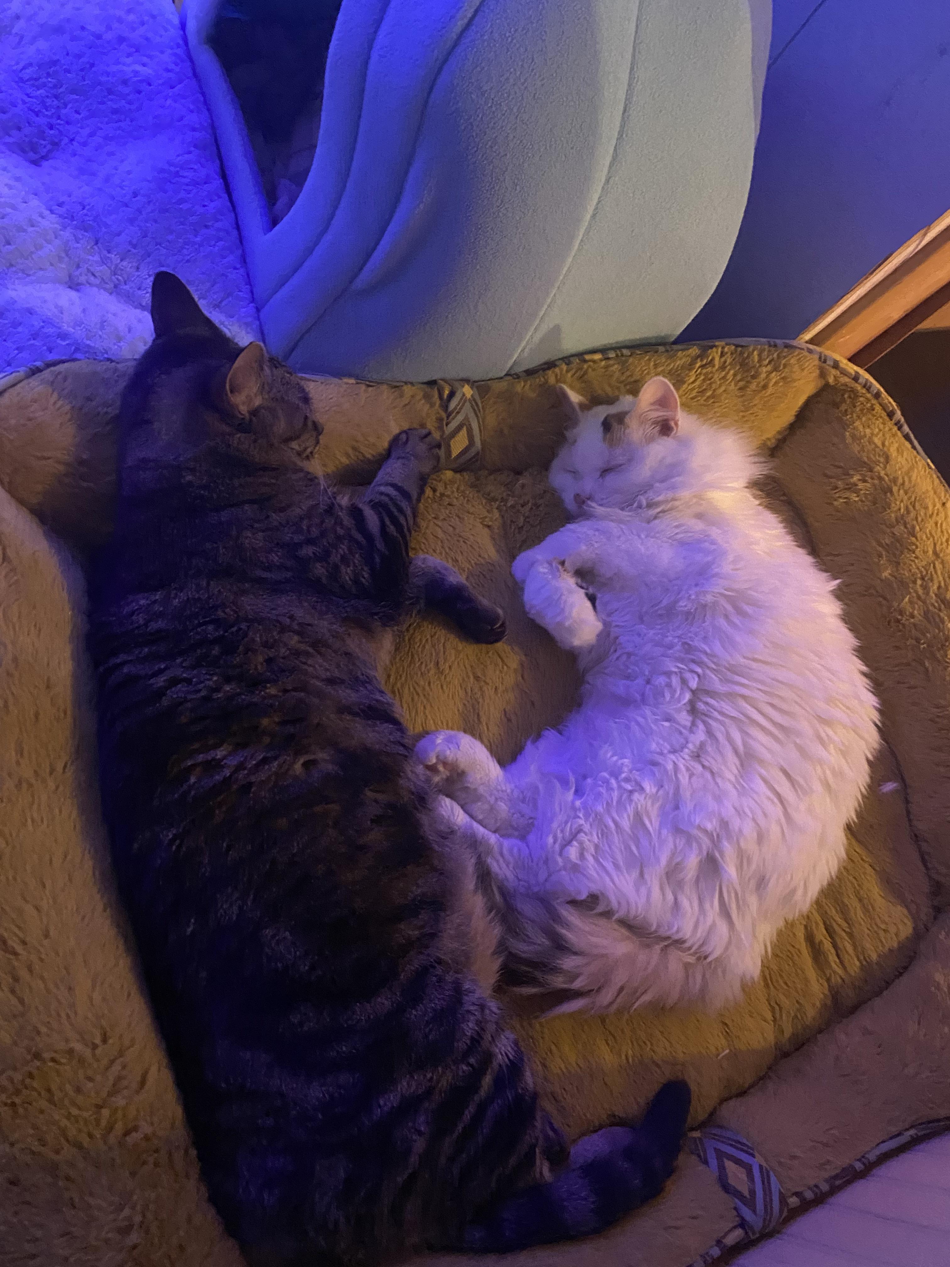 Enlarge Muffy, a Adopted mixed breed in Whitewater, WI image 2/5