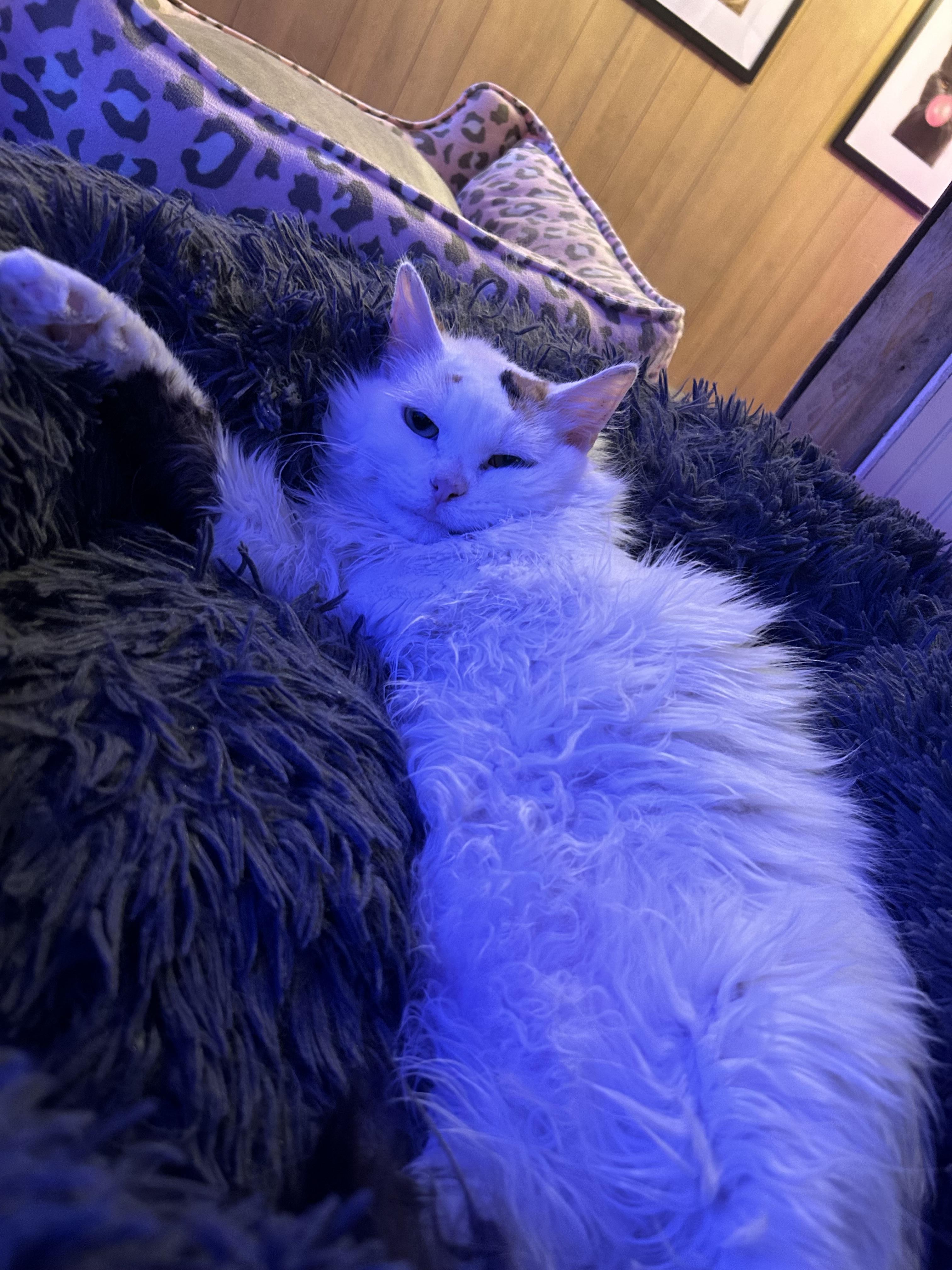 Enlarge Muffy, a Adopted mixed breed in Whitewater, WI image 3/5