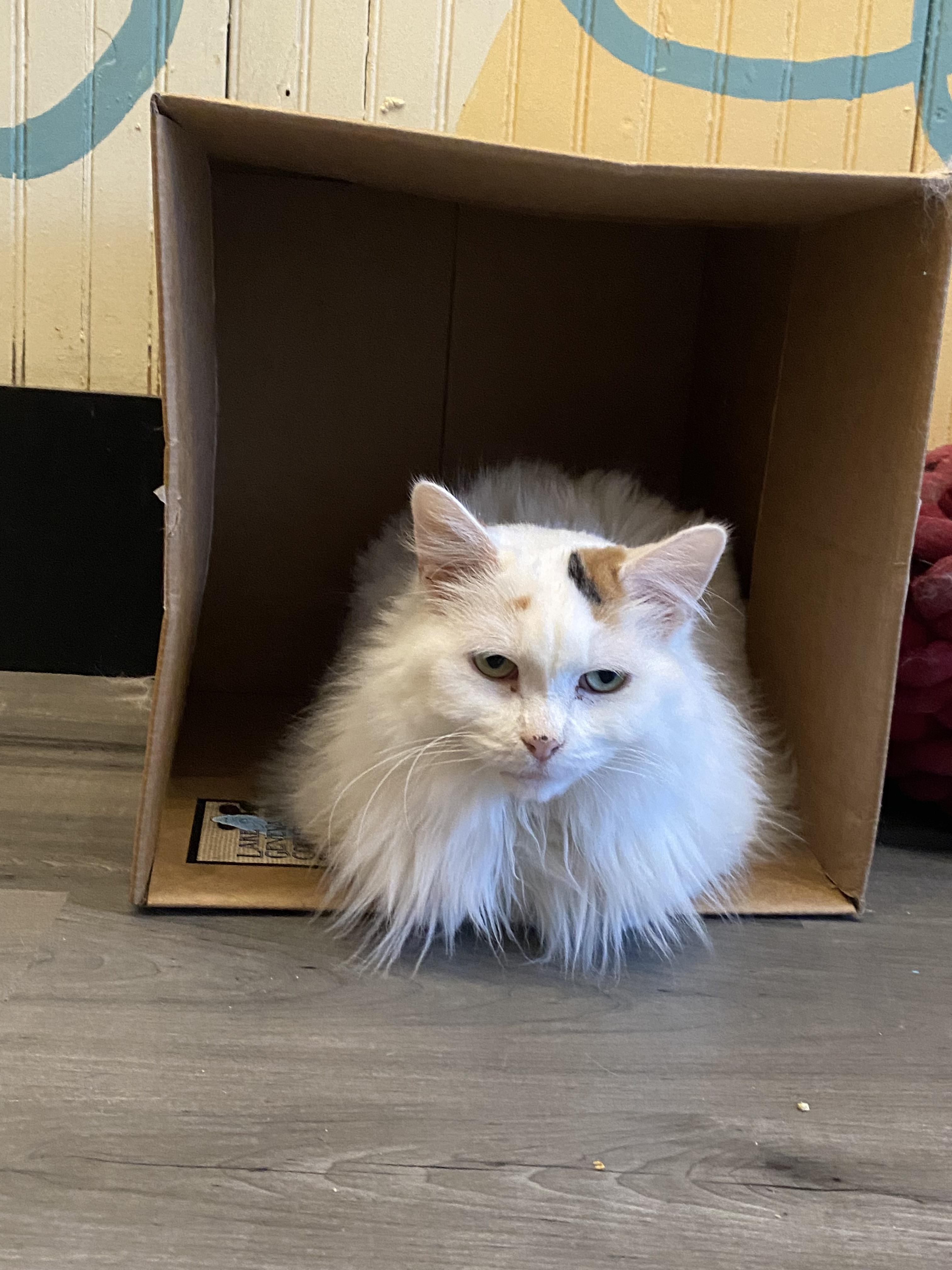 Enlarge Muffy, a Adopted mixed breed in Whitewater, WI image 4/5