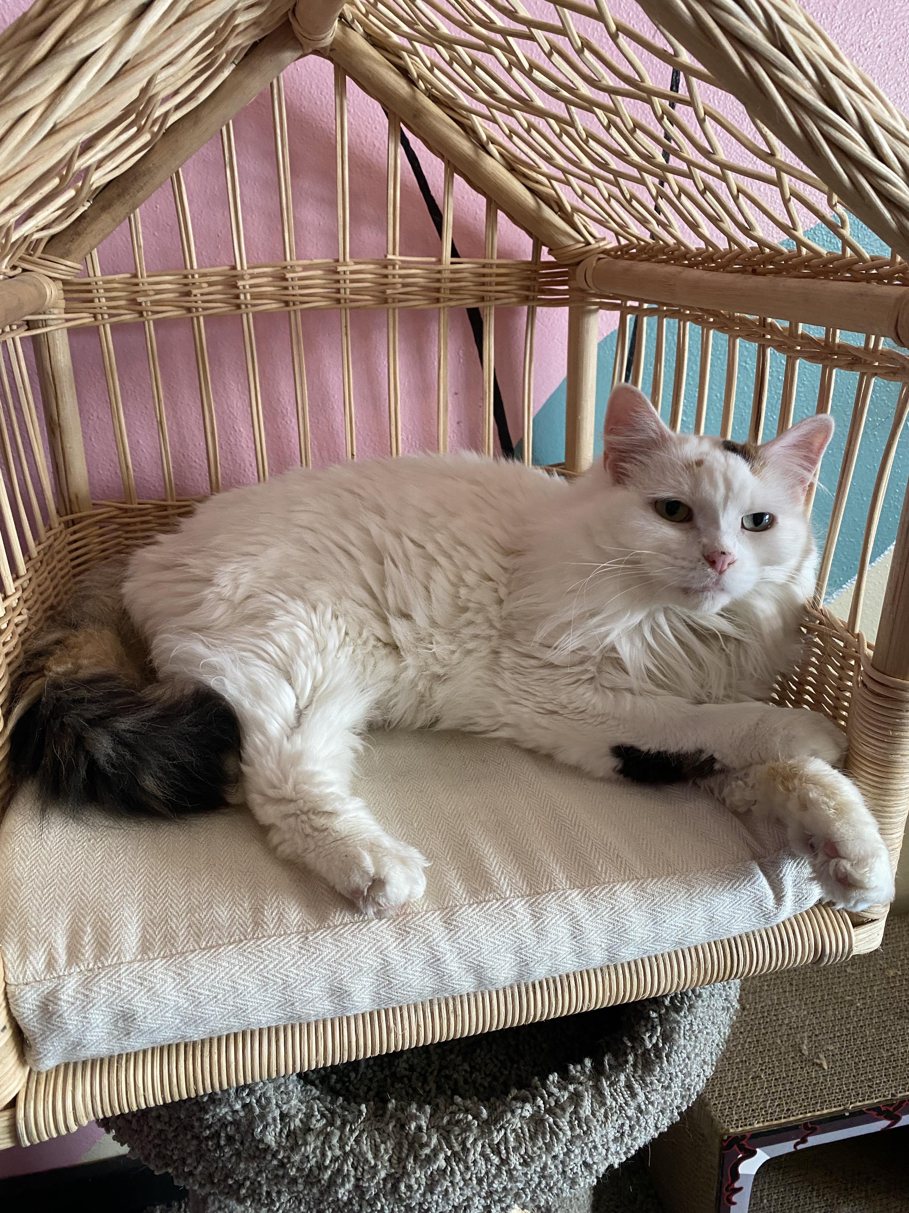 Enlarge Muffy, a Adopted mixed breed in Whitewater, WI image 5/5