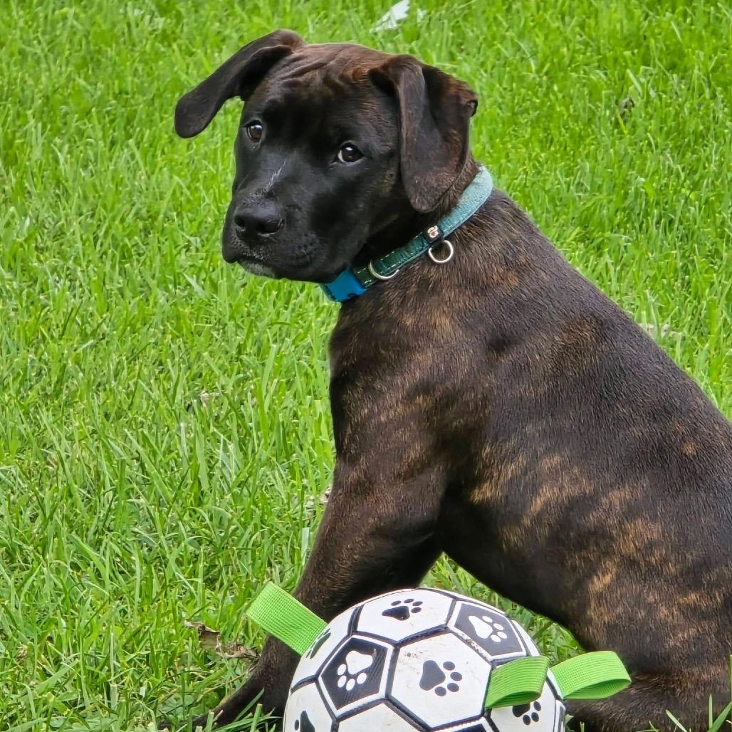 Sloan, Adoptable, Puppy Male Pit Bull Terrier & Mixed Breed.