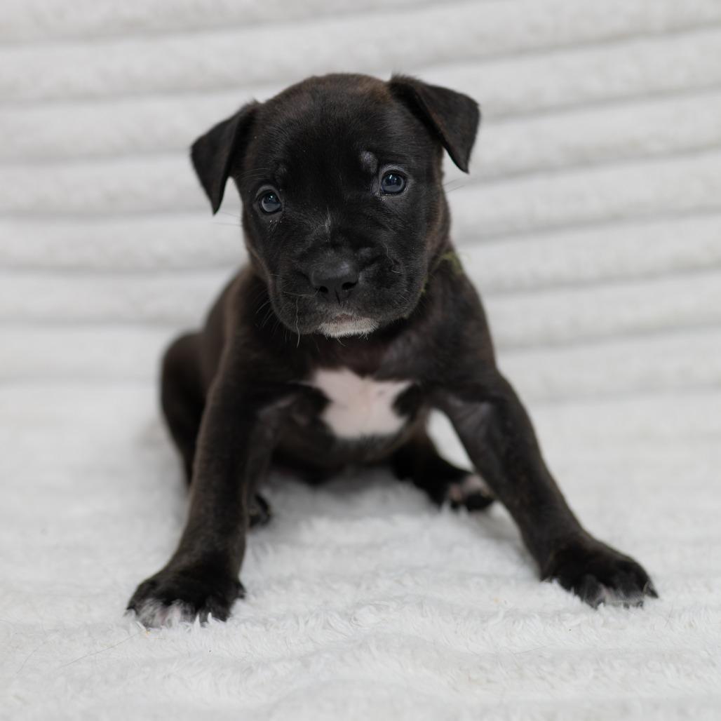 Enlarge Sloan, a Adoptable mixed breed in Fulton, MO image 1/2