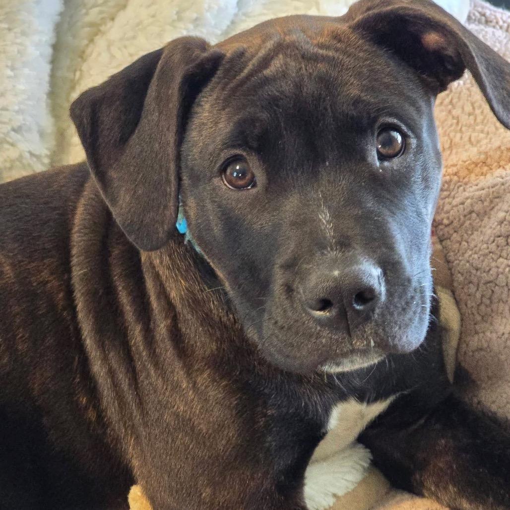 Enlarge Sloan, a Adoptable mixed breed in Fulton, MO image 3/5
