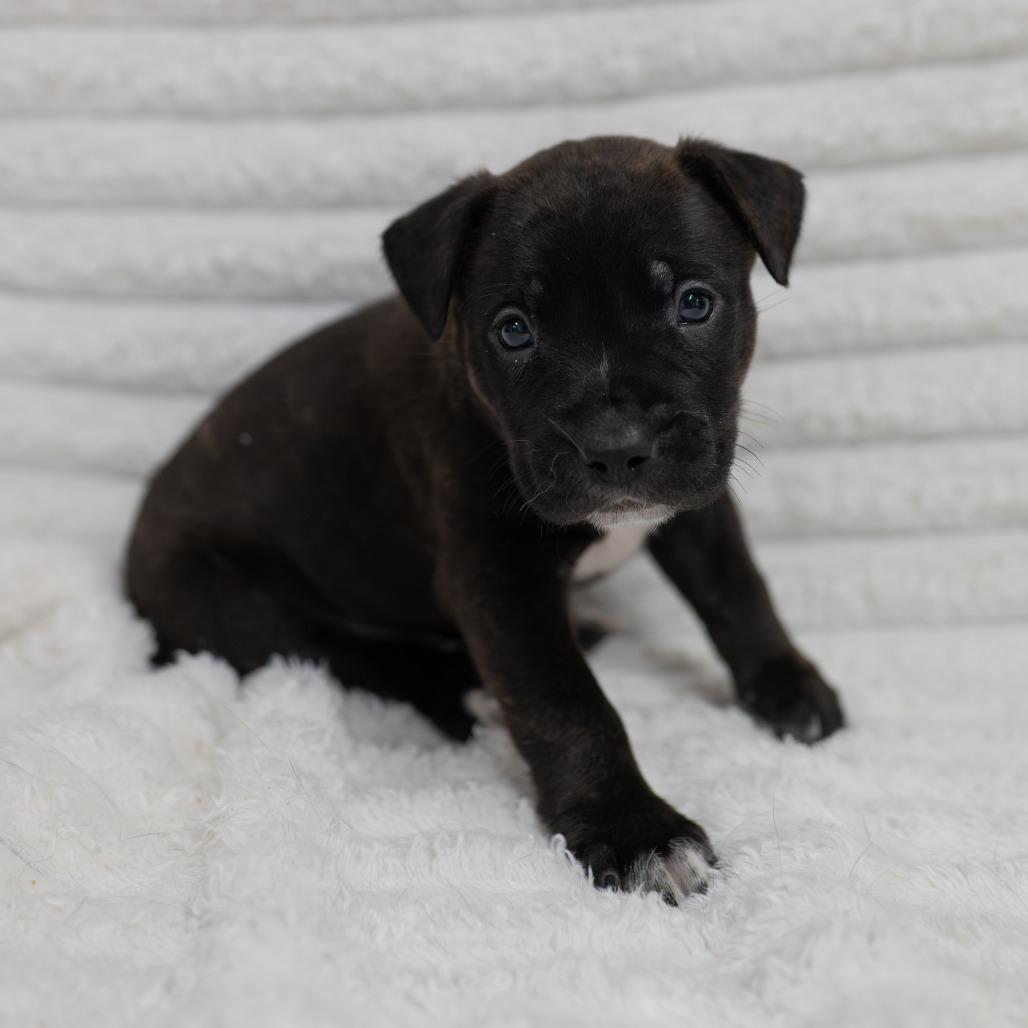 Enlarge Sloan, a Adoptable mixed breed in Fulton, MO image 2/2
