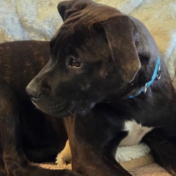 Enlarge Sloan, a Adoptable mixed breed in Fulton, MO image 5/5