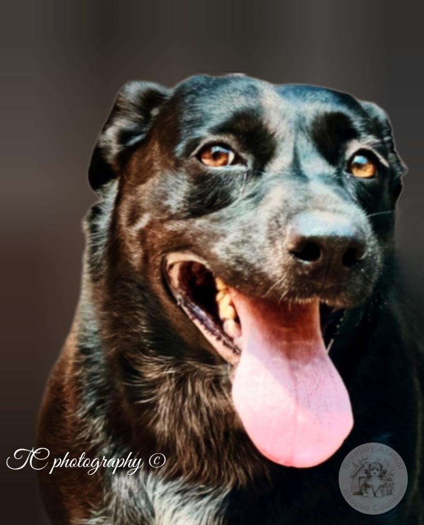 Enlarge Harlow, a Adoptable mixed breed in Jacksonville, FL image 1/1