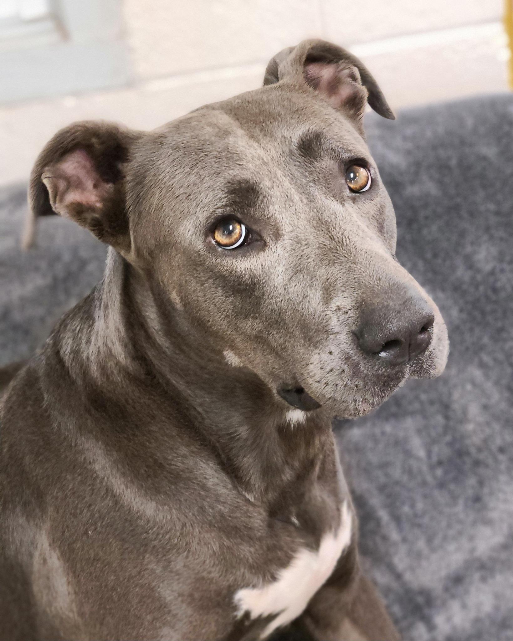 River, Adoptable, Young Female Pit Bull Terrier.