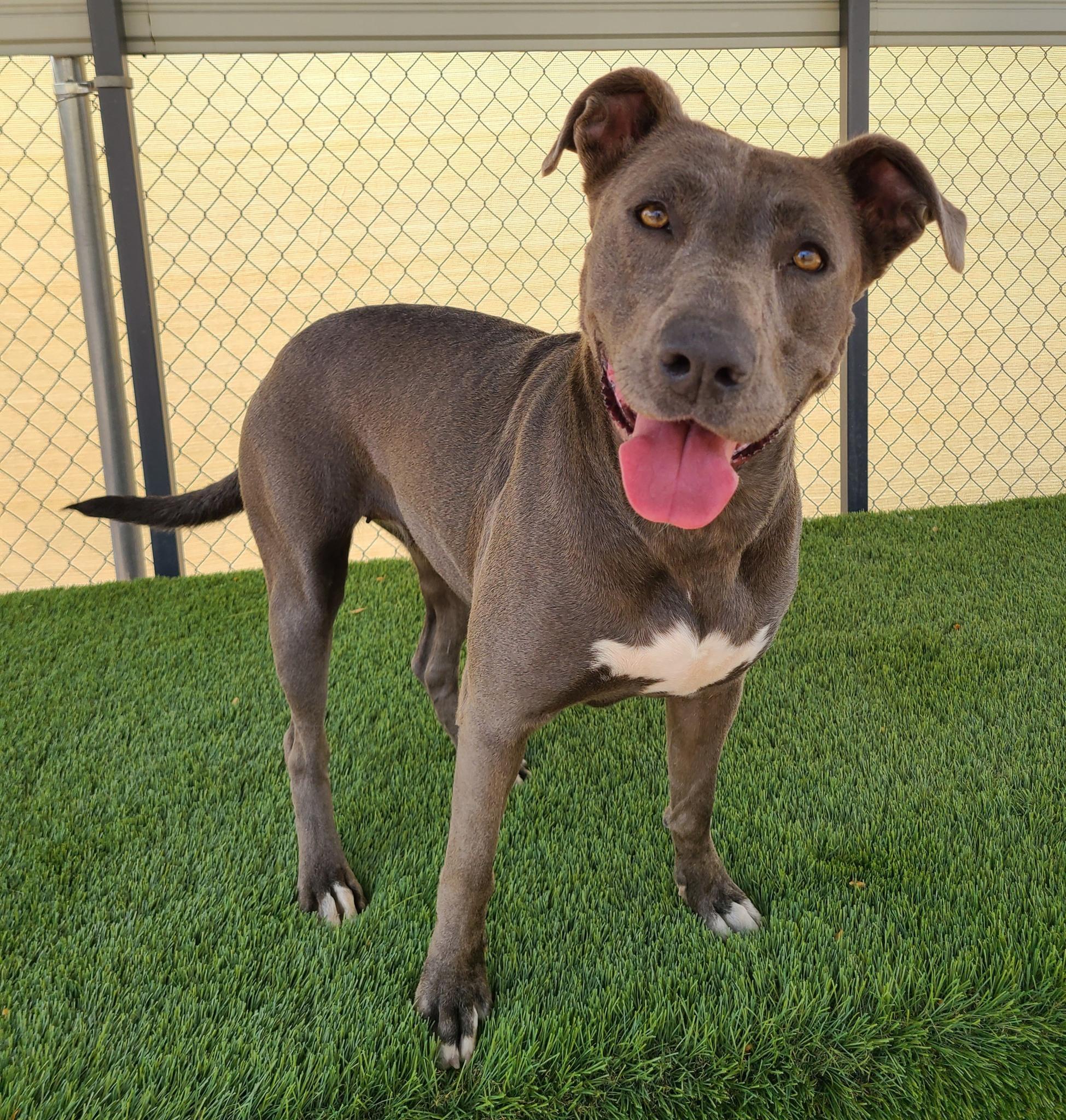 River, a Adoptable Pit Bull Terrier in La Verkin, UT image 3/3