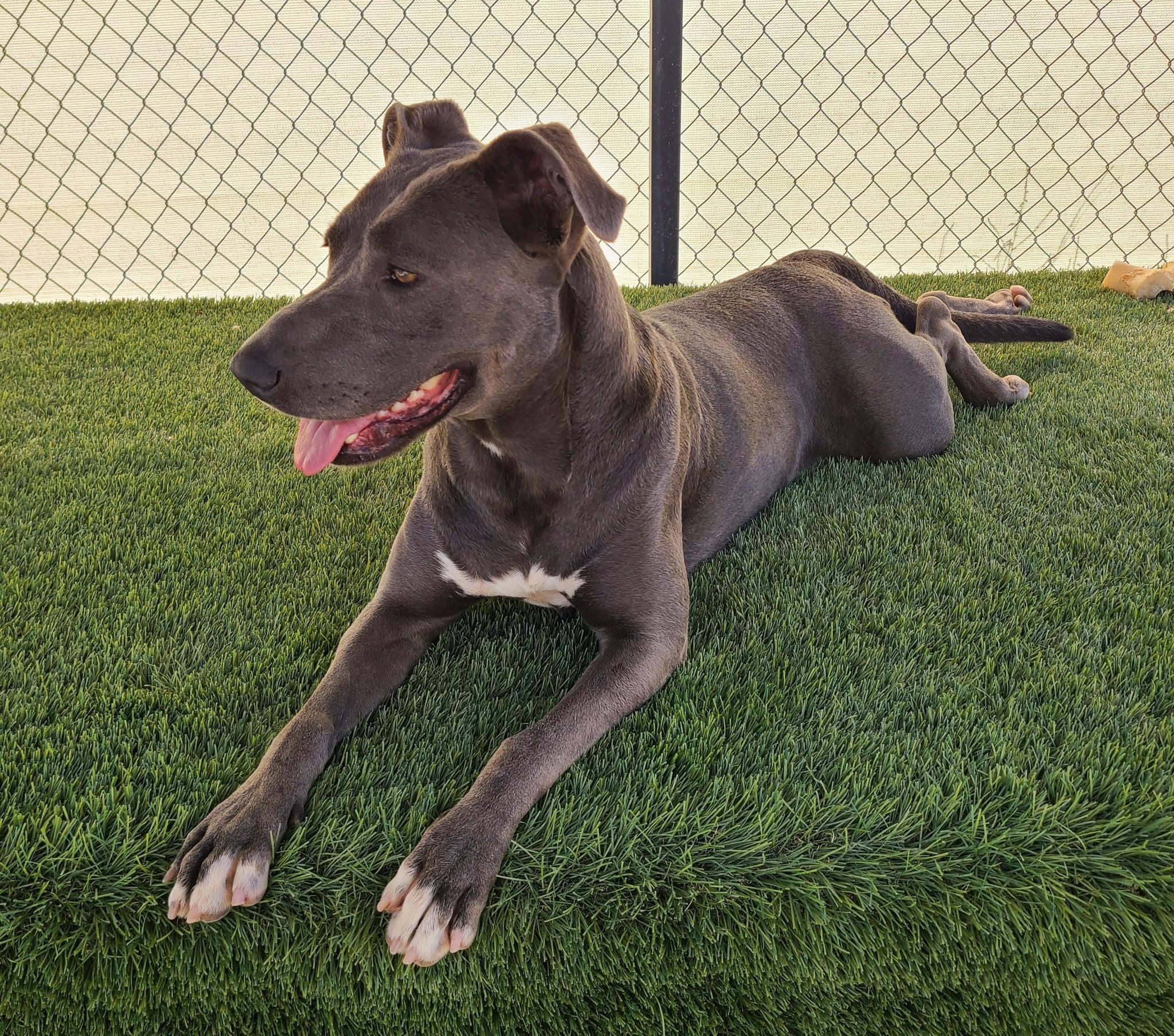 River, a Adoptable Pit Bull Terrier in La Verkin, UT image 1/3