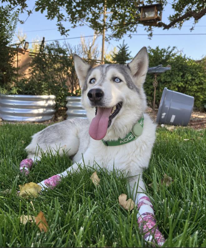 Enlarge Annauti (fka Solar), a Adoptable Siberian Husky in Cottonwood Heights, UT image 1/3