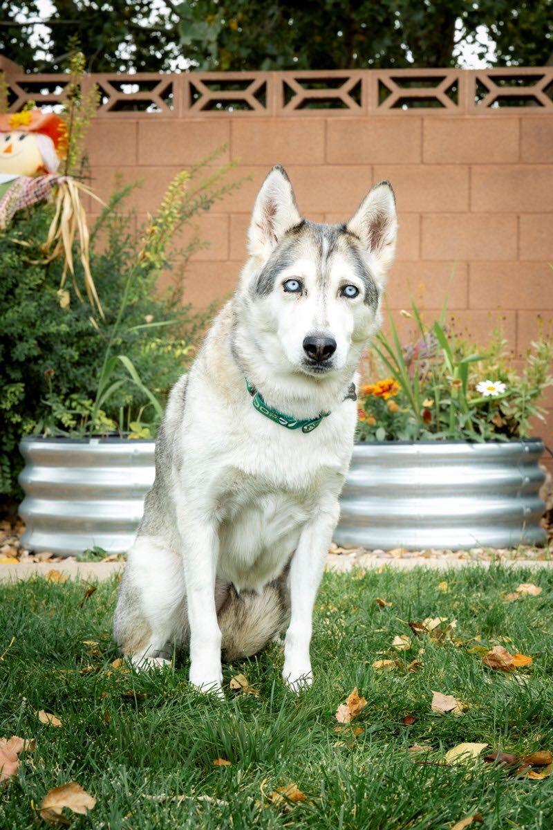 Enlarge Annauti (fka Solar), a Adoptable Siberian Husky in Cottonwood Heights, UT image 2/3