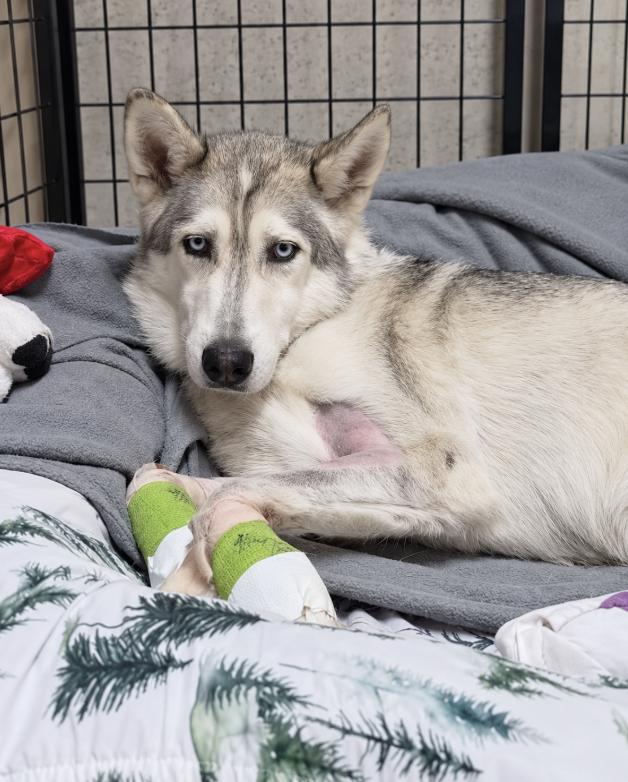 Enlarge Annauti (fka Solar), a Adoptable Siberian Husky in Cottonwood Heights, UT image 3/3