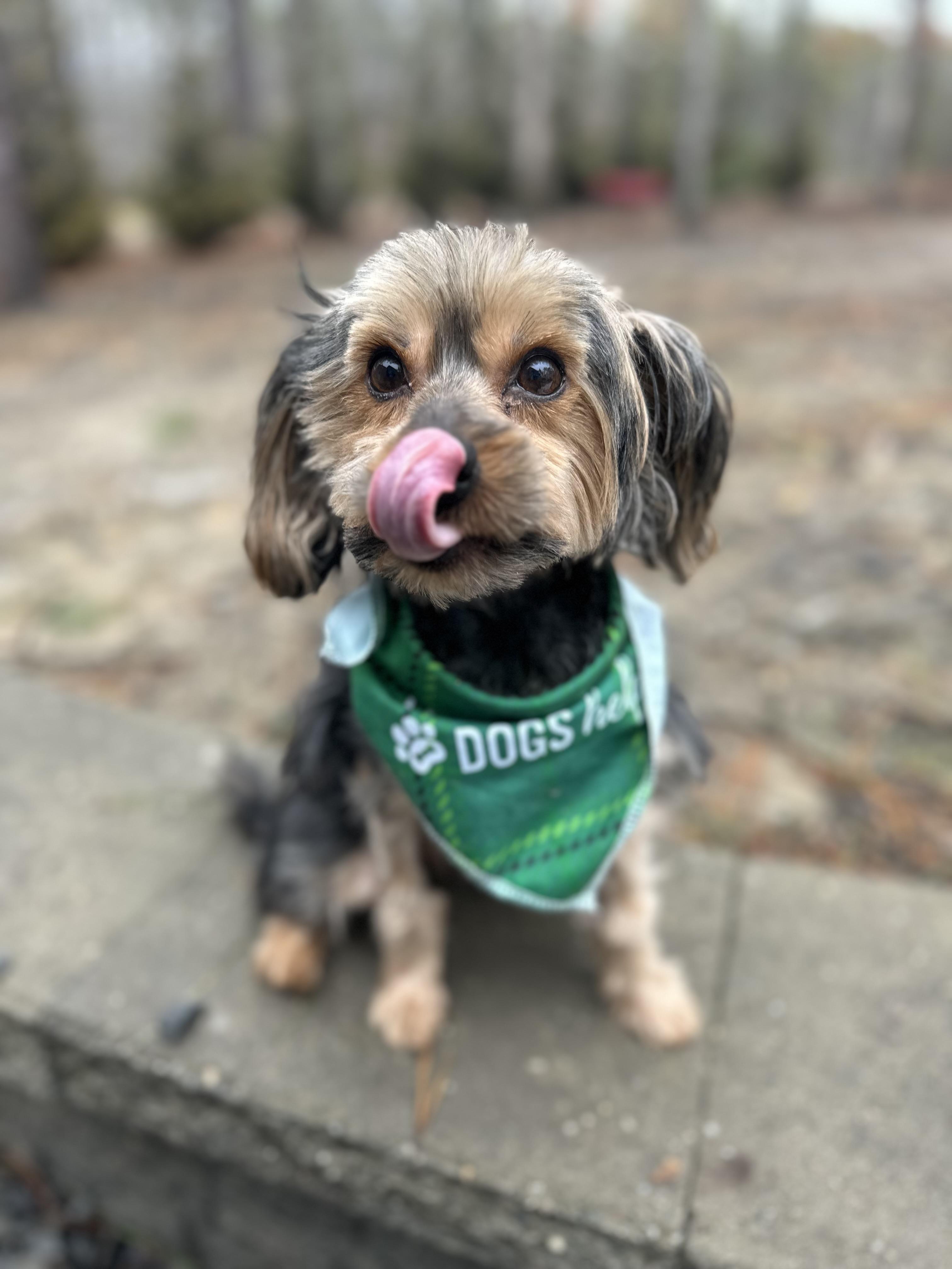 Enlarge Brad, an adopted mixed breed in Medford, NJ image 2/5