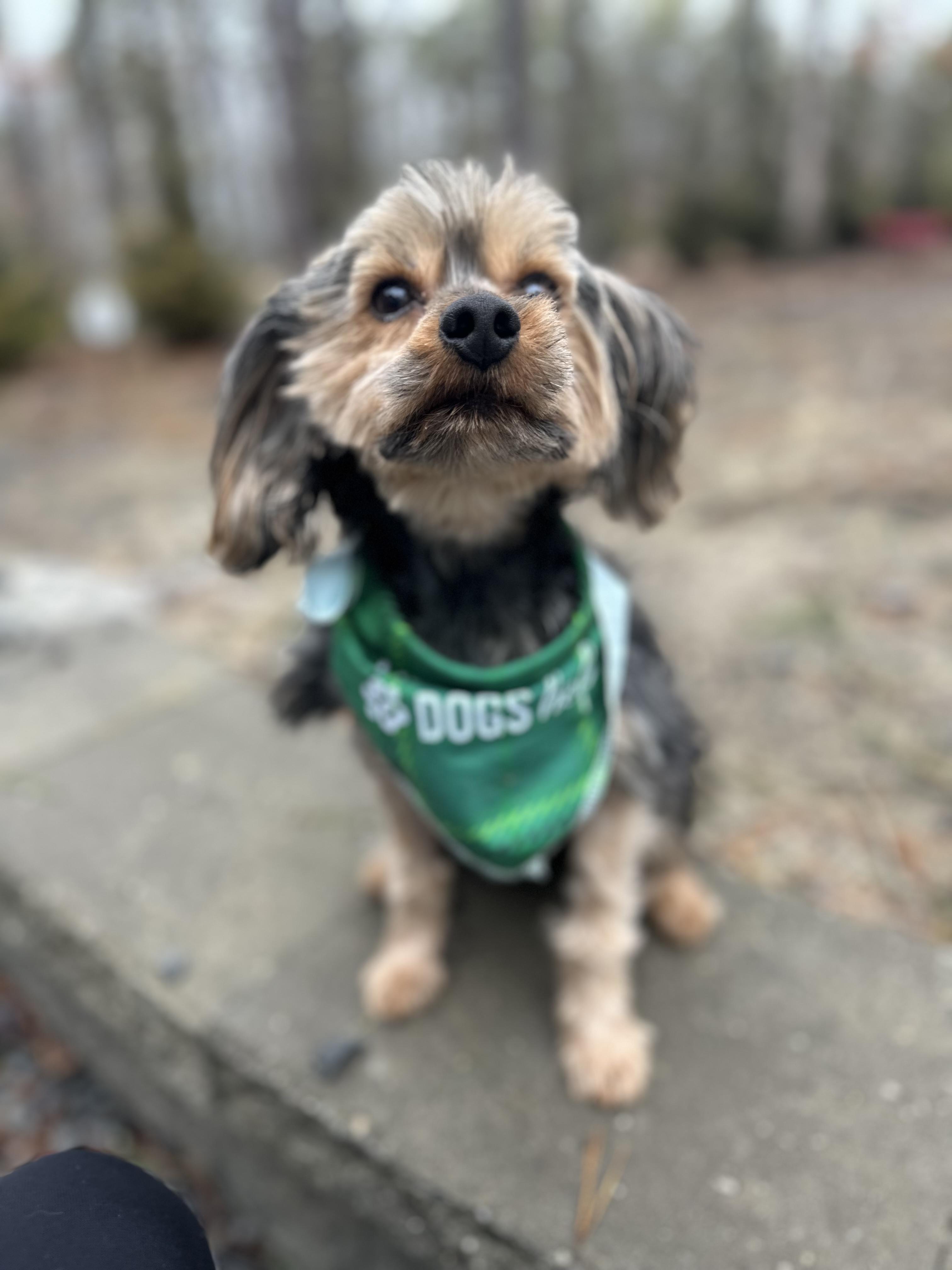 Enlarge Brad, an adopted mixed breed in Medford, NJ image 5/5