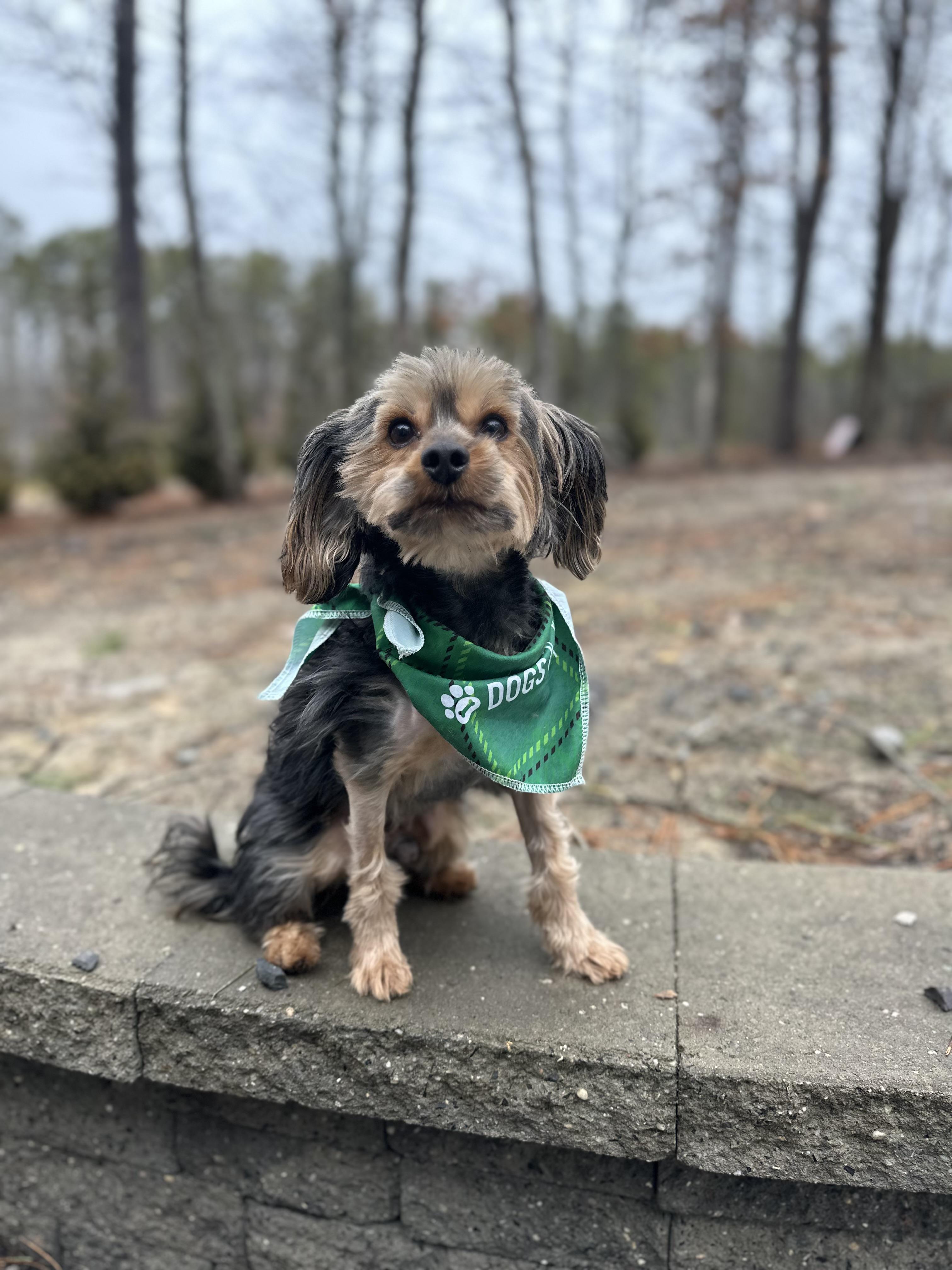 Brad, adopted, Adult Male Yorkshire Terrier.