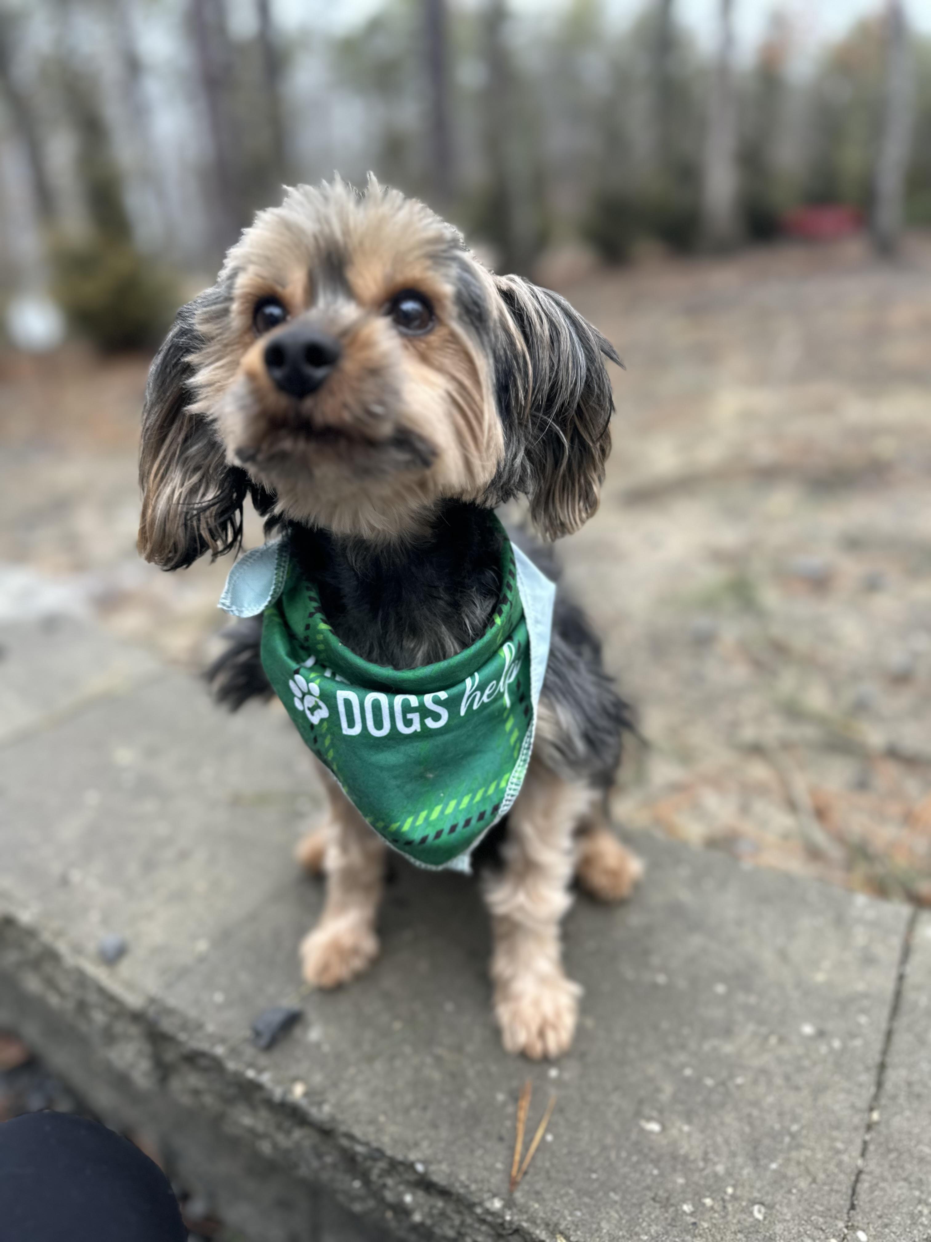 Enlarge Brad, an adopted mixed breed in Medford, NJ image 4/5