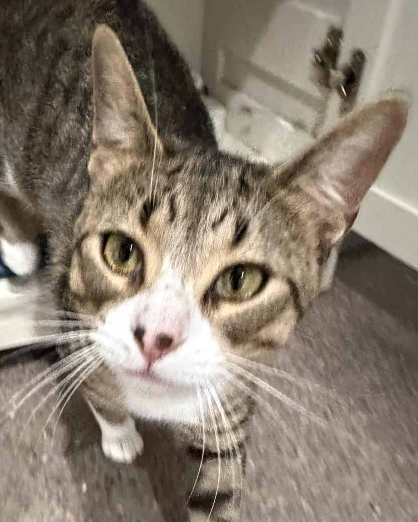 Tootsie, Adopted, Young Male Domestic Short Hair.