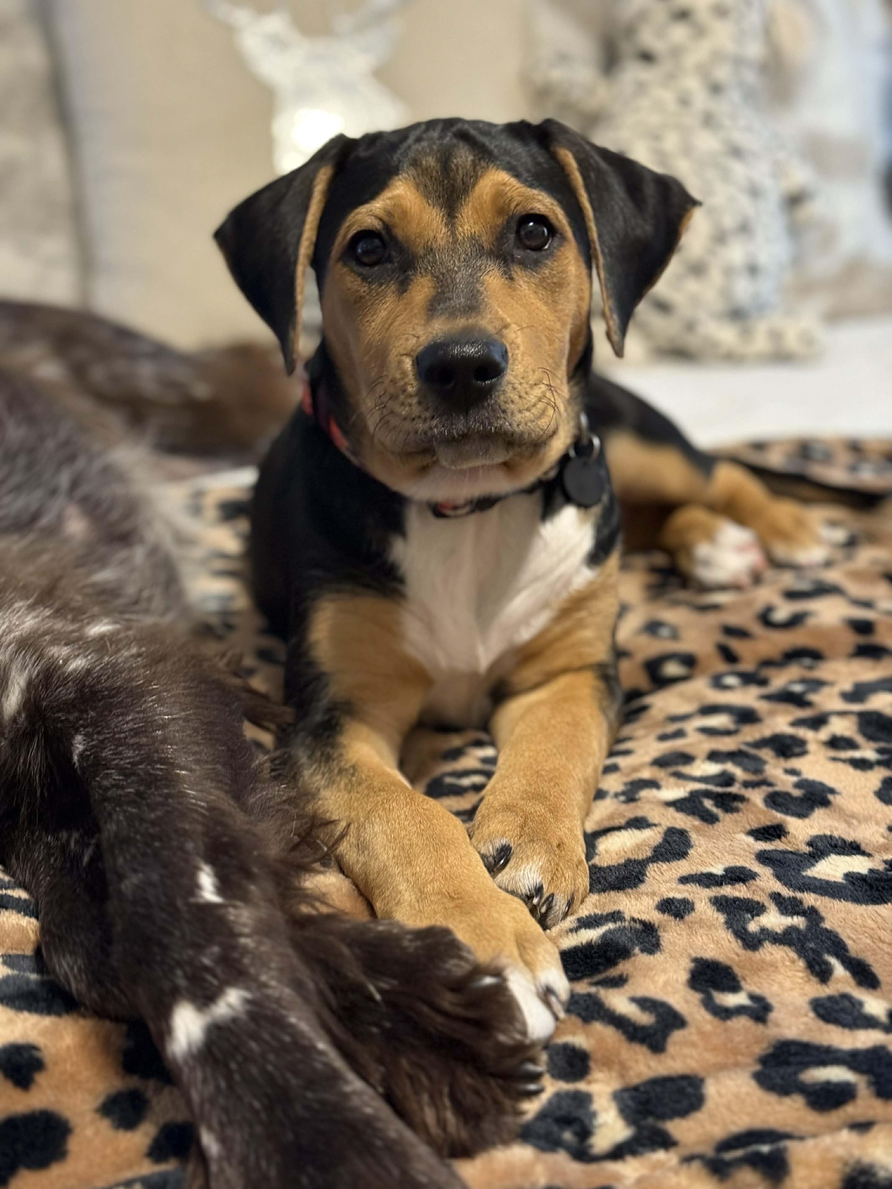 Enlarge Drusilla, a Adoptable mixed breed in Columbia, MO image 5/6