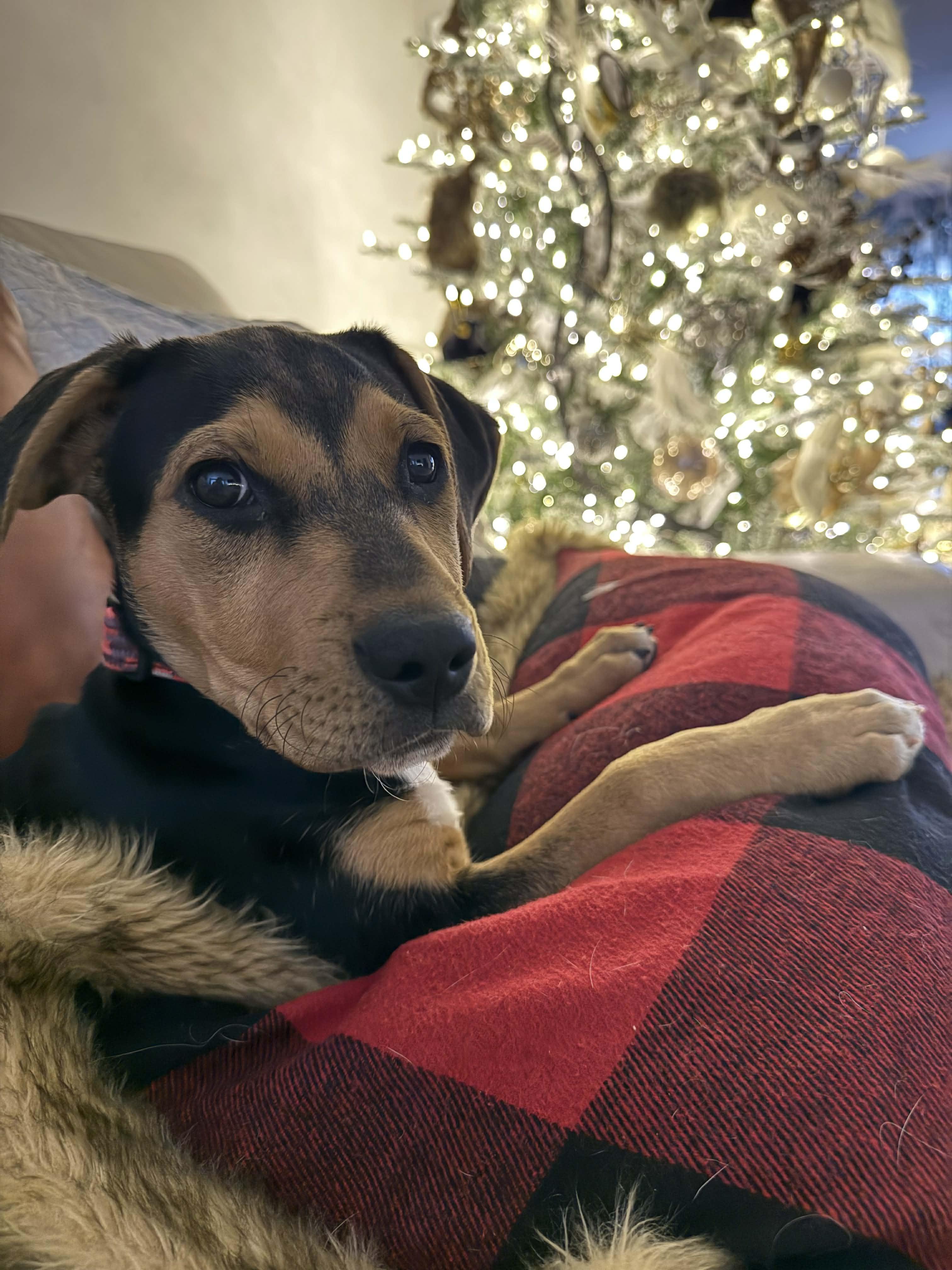 Enlarge Drusilla, a Adoptable mixed breed in Columbia, MO image 6/6