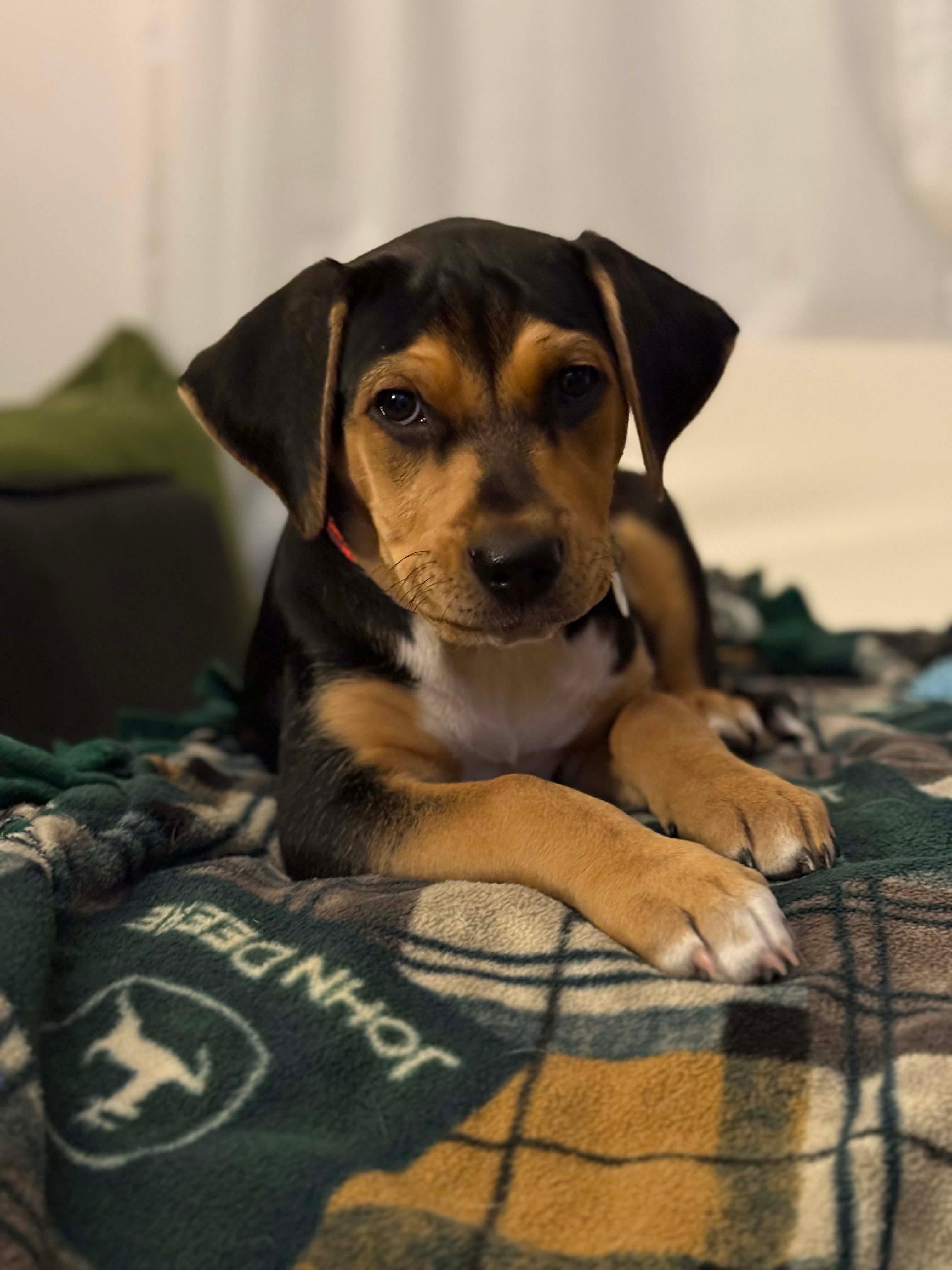 Drusilla thumbnail 4