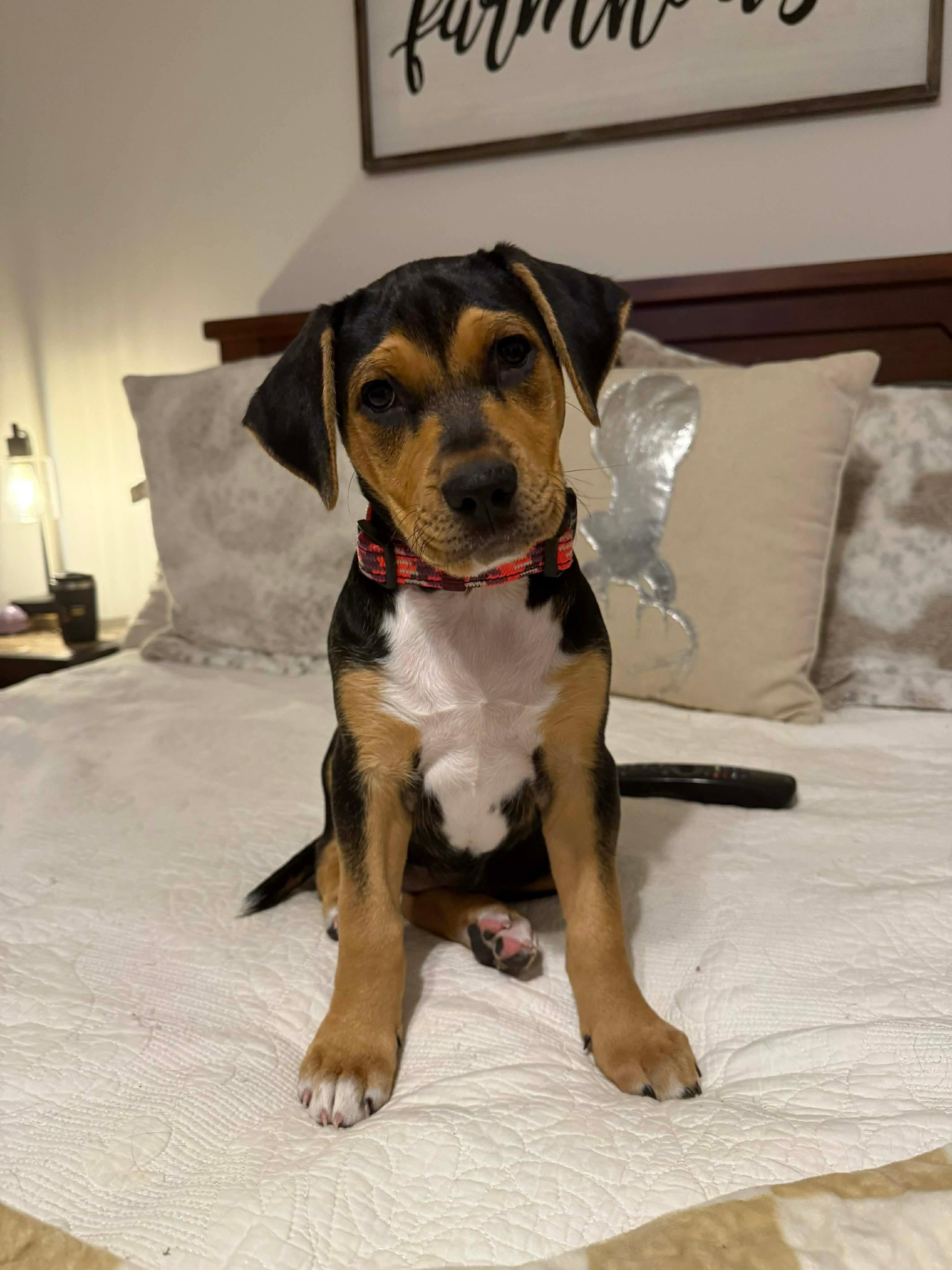 Enlarge Drusilla, a Adoptable mixed breed in Columbia, MO image 3/6