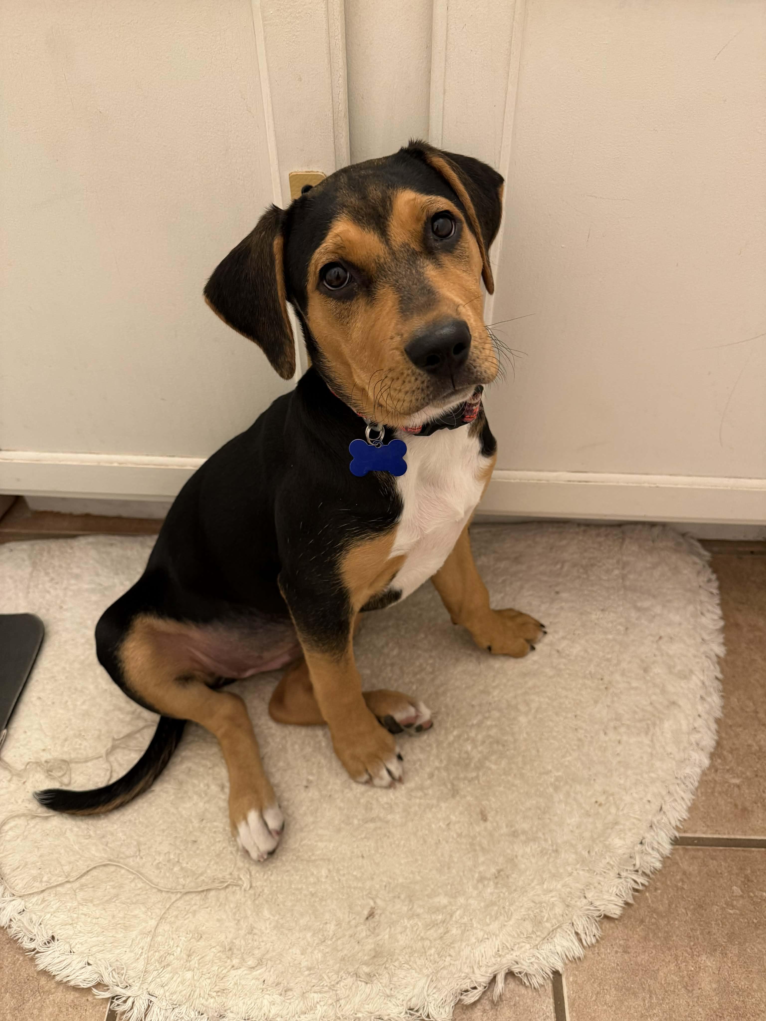 Enlarge Drusilla, a Adoptable mixed breed in Columbia, MO image 2/6