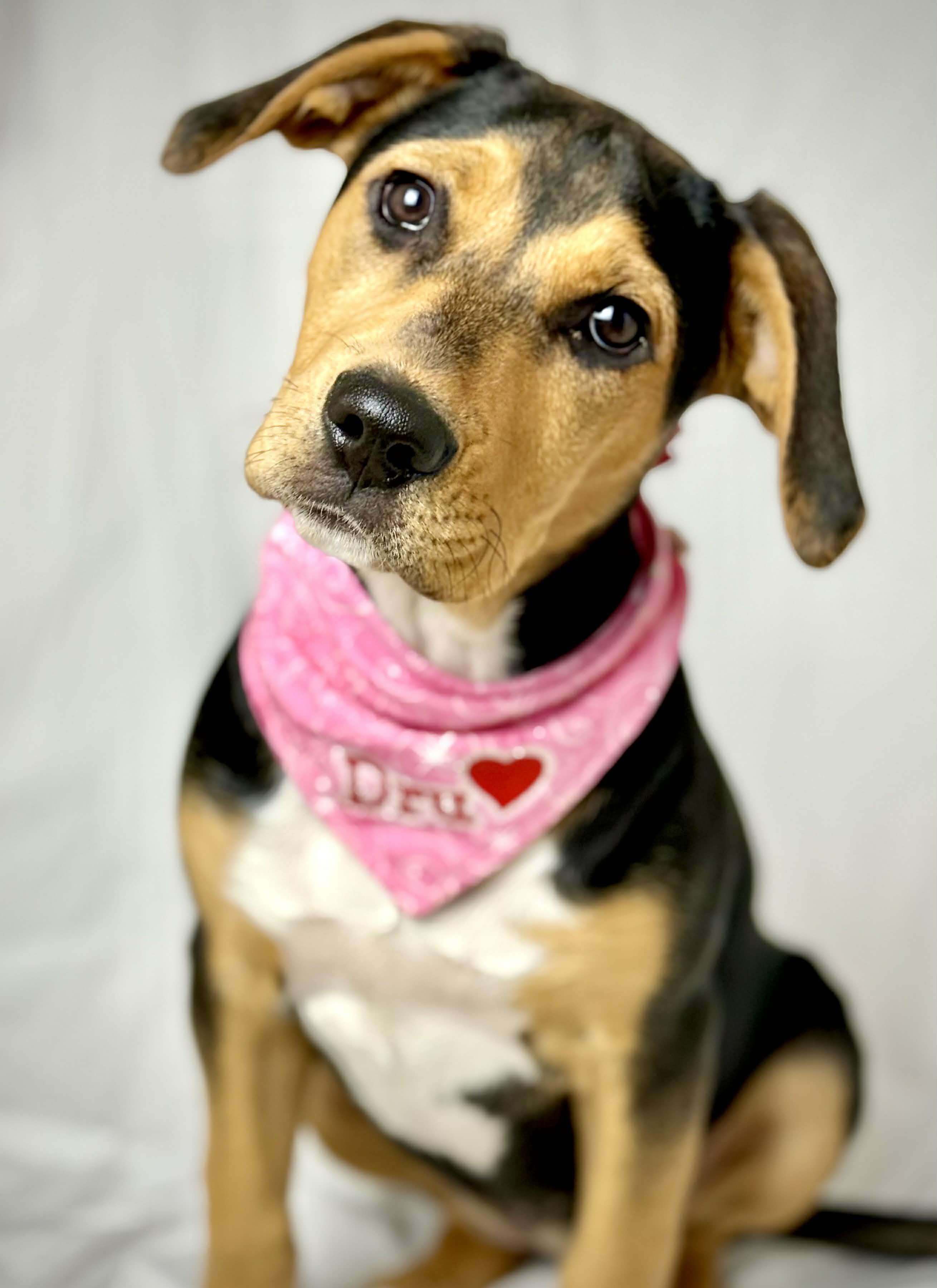 Drusilla, Adoptable, Puppy Female Pit Bull Terrier & Boxer.