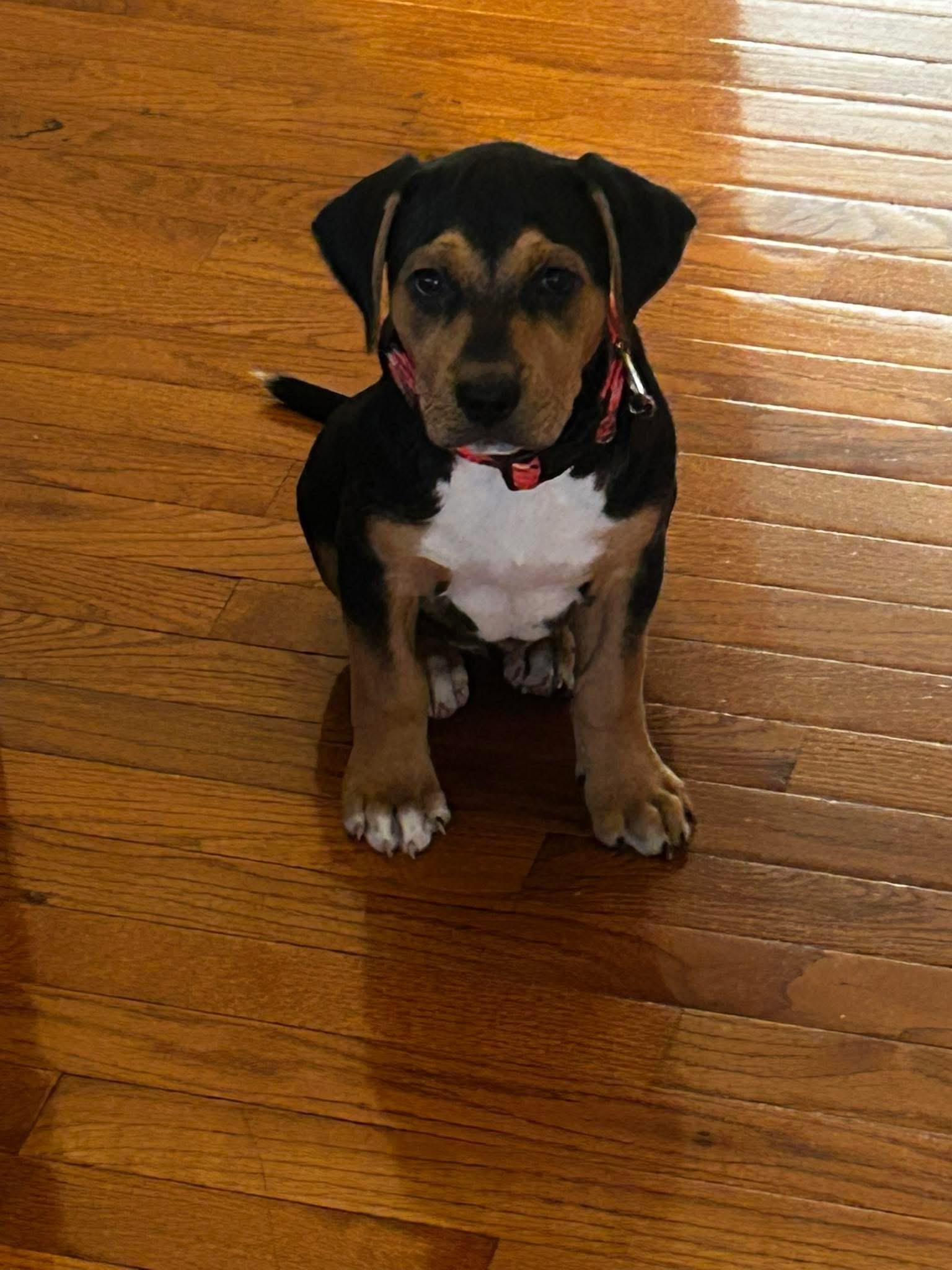 Enlarge Drusilla, a Adoptable mixed breed in Columbia, MO image 5/6