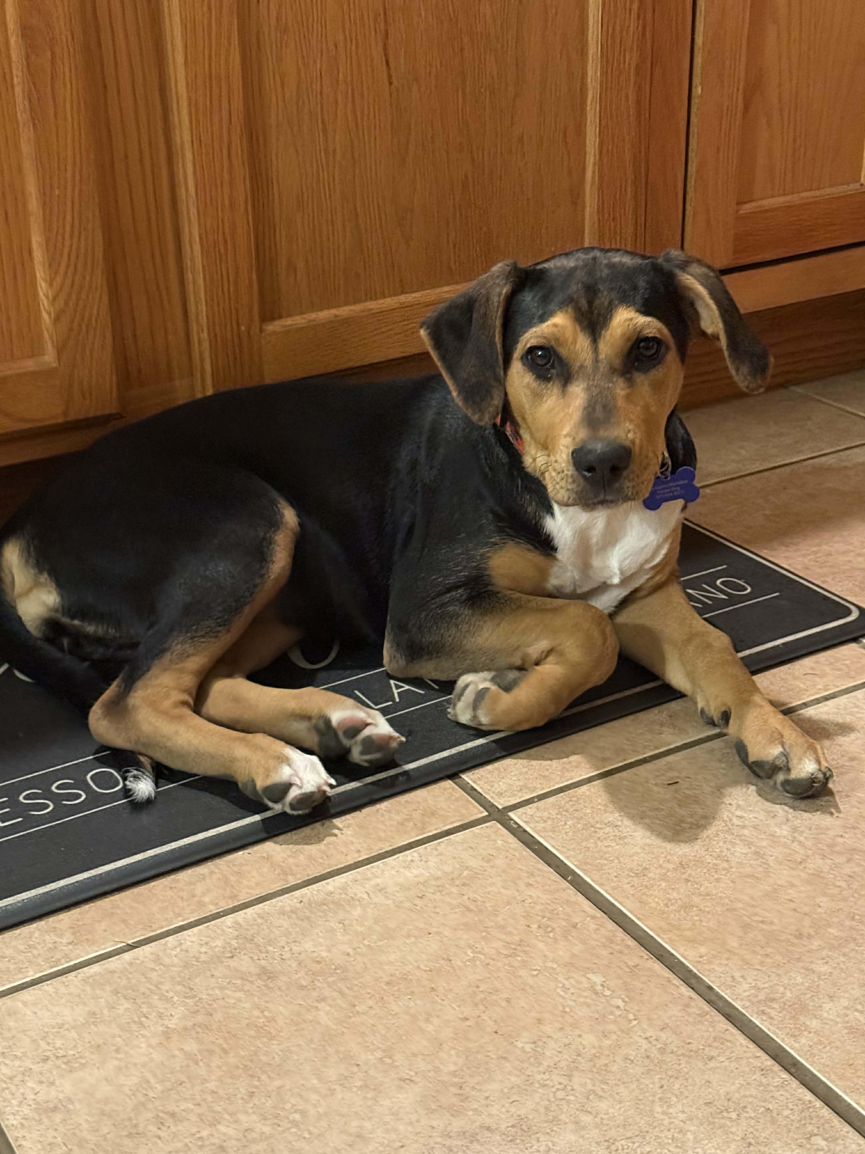 Enlarge Drusilla, a Adoptable mixed breed in Columbia, MO image 4/6