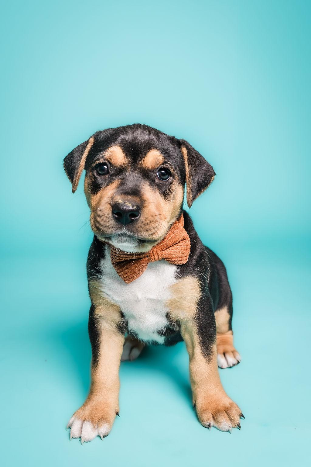 Enlarge Drusilla, a Adoptable mixed breed in Columbia, MO image 1/6