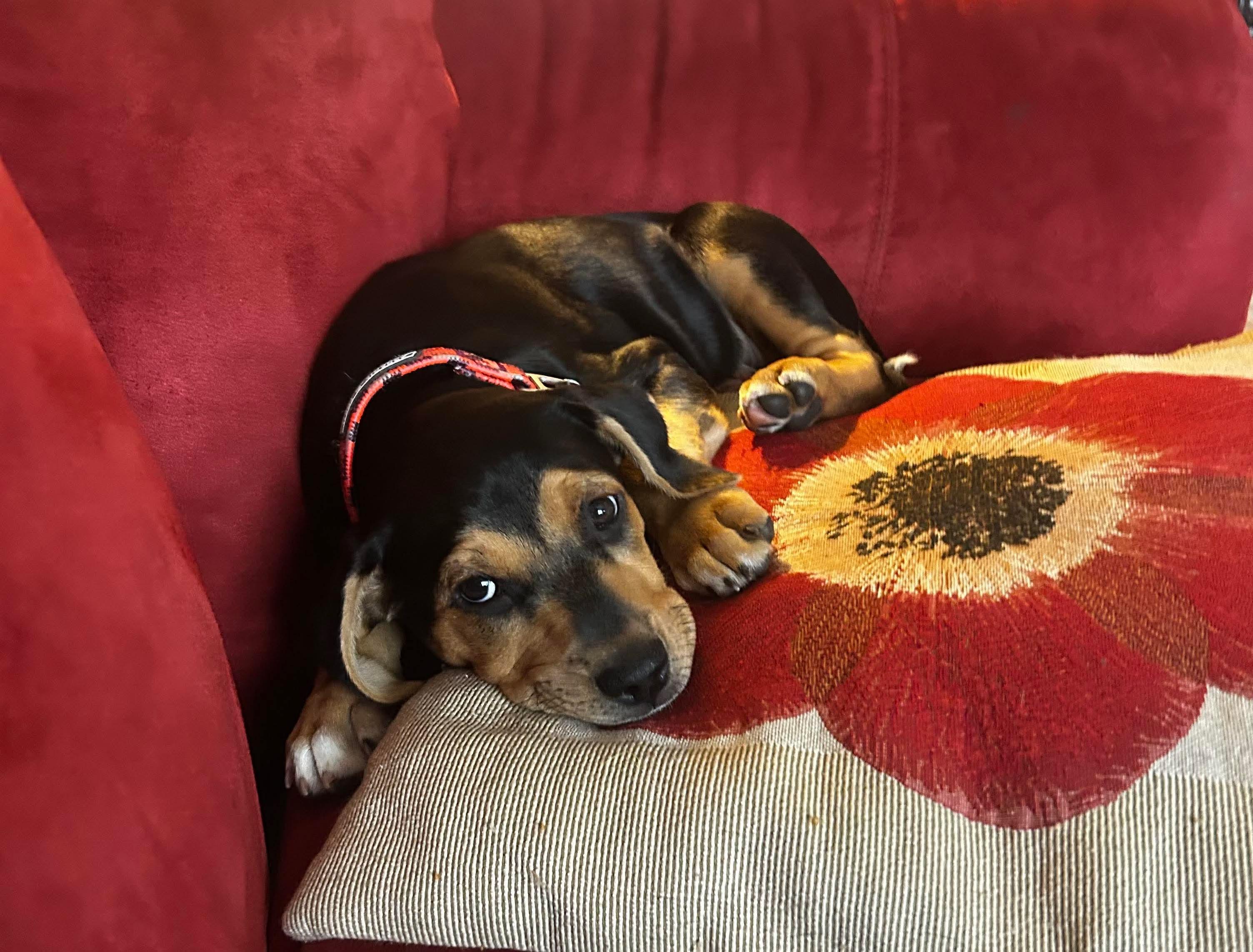 Enlarge Drusilla, a Adoptable mixed breed in Columbia, MO image 6/6