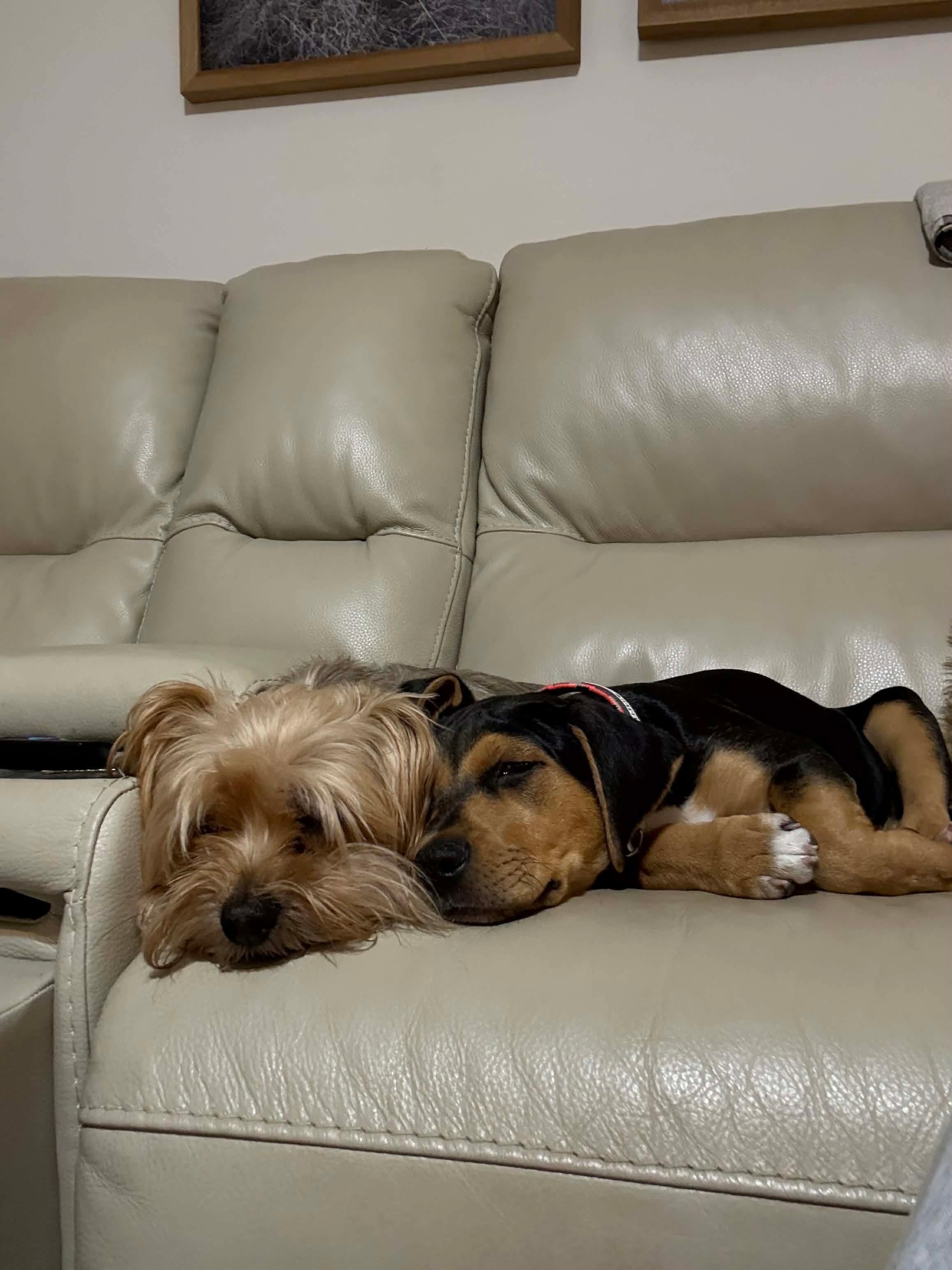 Drusilla thumbnail 6