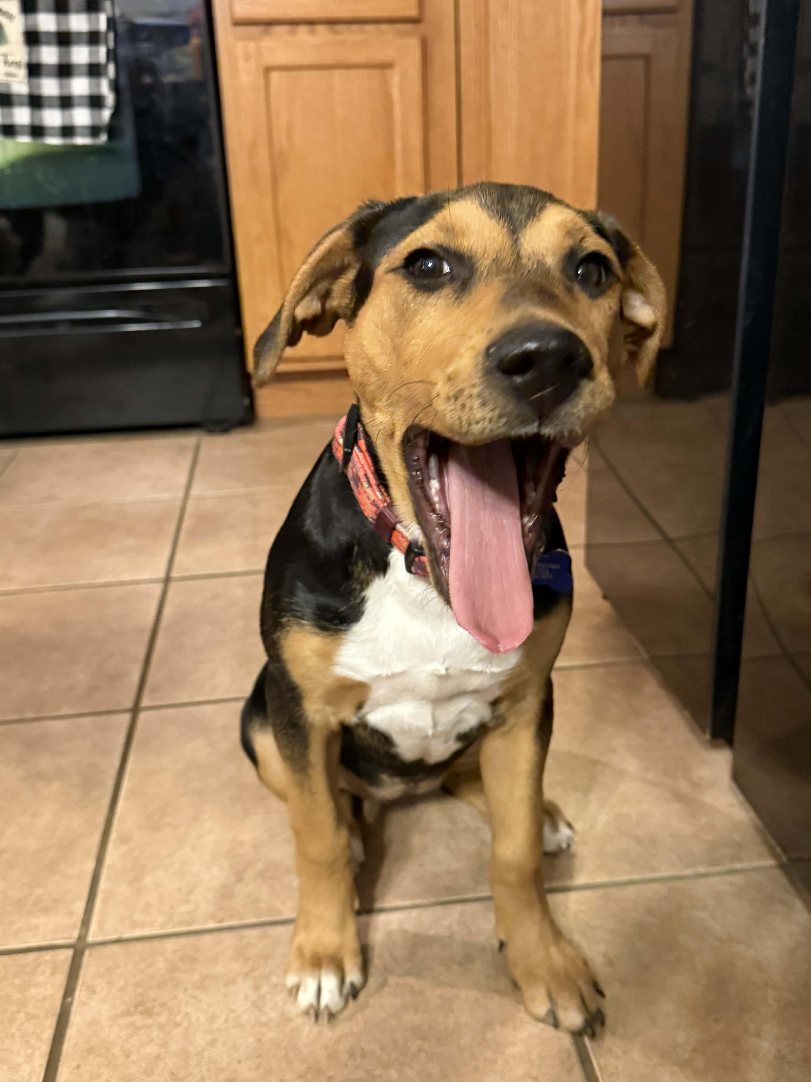 Enlarge Drusilla, a Adoptable mixed breed in Columbia, MO image 3/6