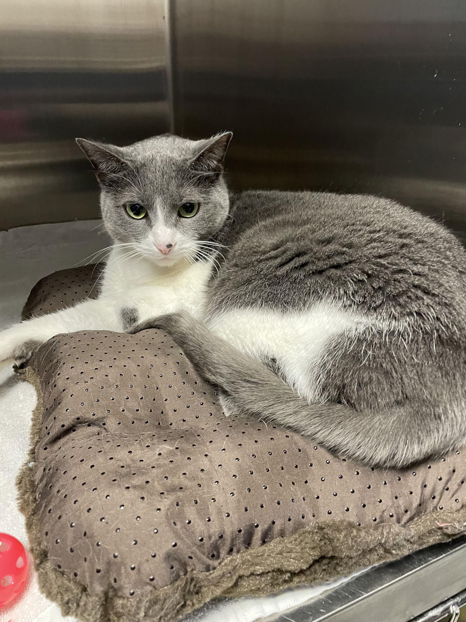 Enlarge Stormi, a Adopted Domestic Short Hair in Georgetown, KY image 1/1