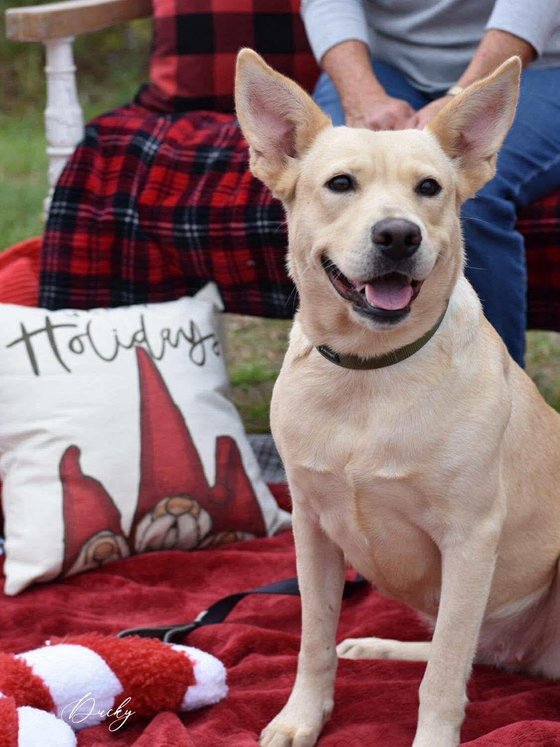 Enlarge Ducky, a ADOPTABLE mixed breed in Barkhamsted, CT image 6/6