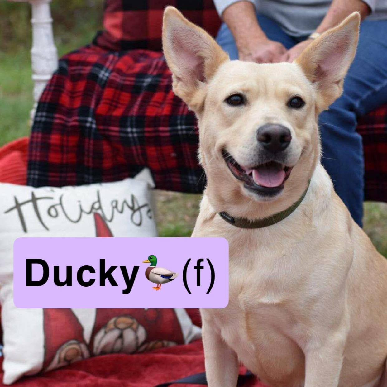 Enlarge Ducky, a ADOPTABLE mixed breed in Barkhamsted, CT image 1/6