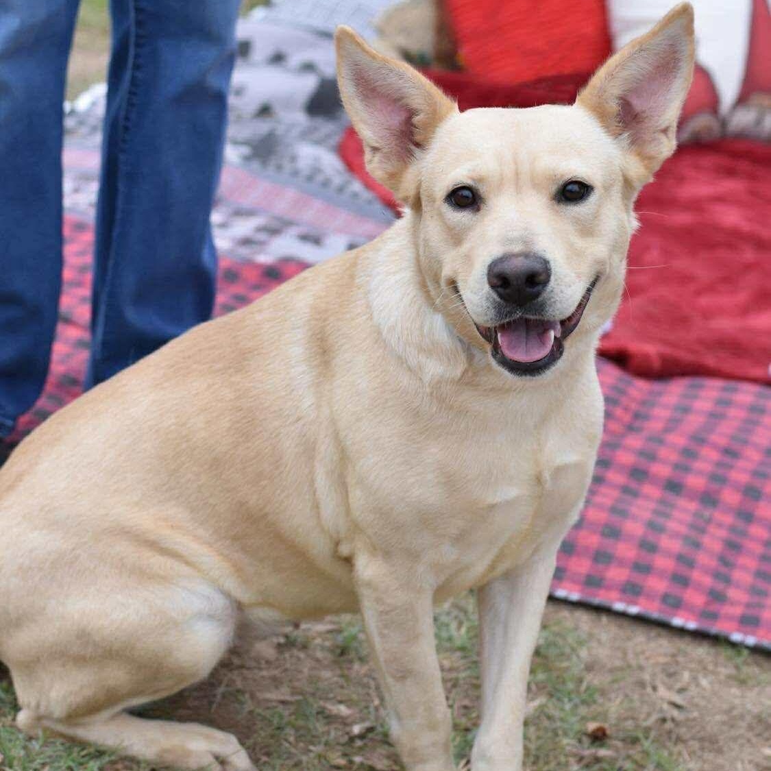 Enlarge Ducky, a ADOPTABLE mixed breed in Barkhamsted, CT image 4/6