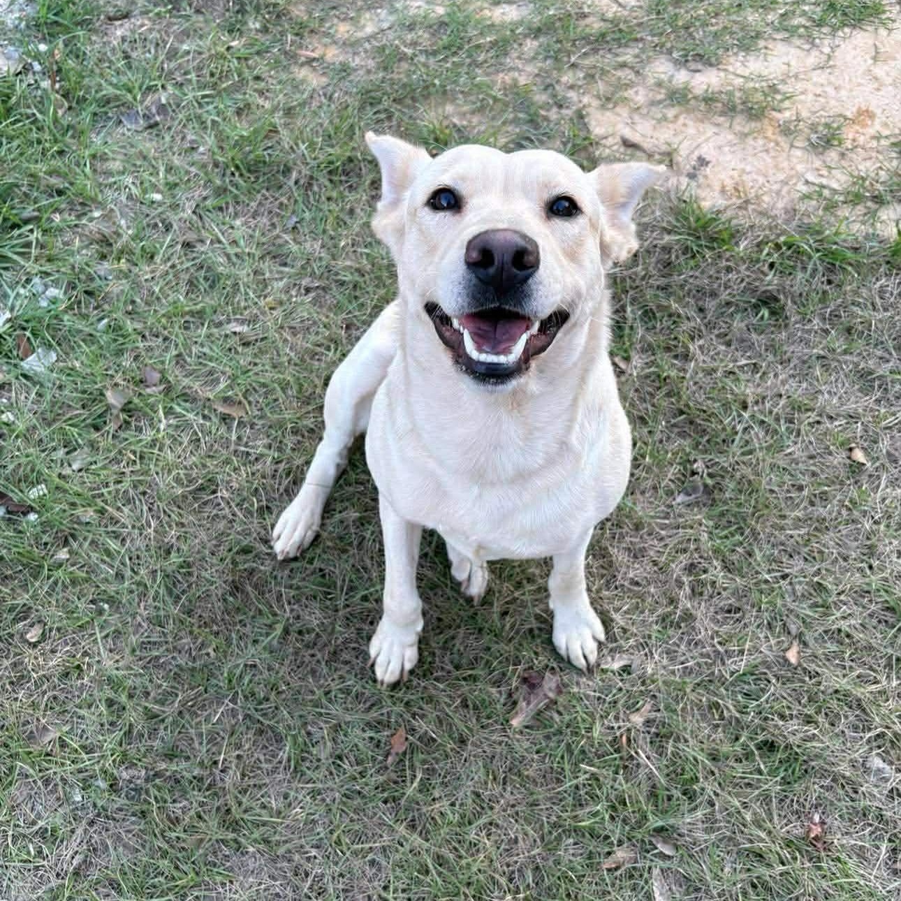 Enlarge Ducky, a ADOPTABLE mixed breed in Barkhamsted, CT image 2/6