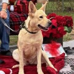 Enlarge Ducky, a ADOPTABLE mixed breed in Barkhamsted, CT image 5/6