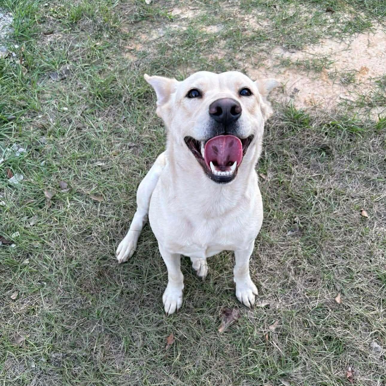 Enlarge Ducky, a ADOPTABLE mixed breed in Barkhamsted, CT image 3/6