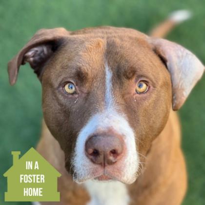 Zero, Adoptable, Adult Male Pit Bull Terrier.