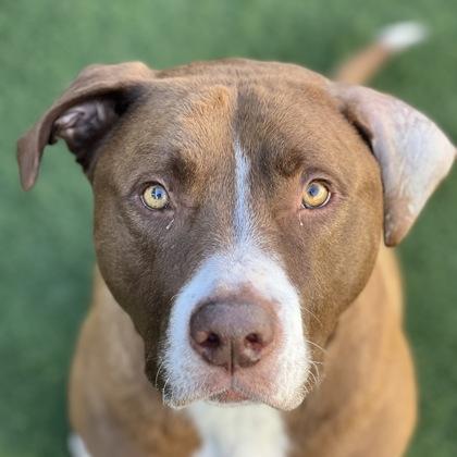 Zero, a Adoptable mixed breed in Sacramento, CA image 3/4