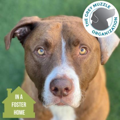 Enlarge Zero, a Adoptable mixed breed in Sacramento, CA image 1/5