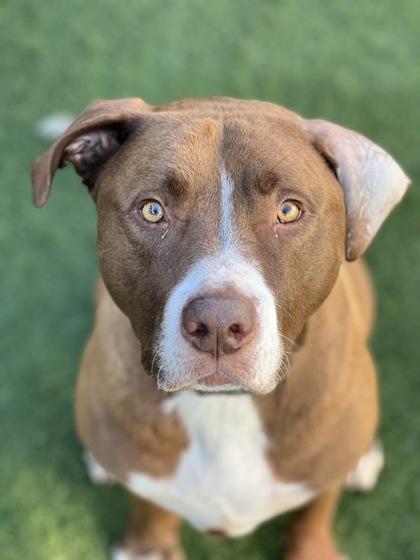 Zero, a Adoptable mixed breed in Sacramento, CA image 2/4
