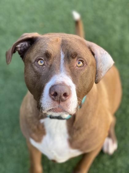 Zero, a Adoptable mixed breed in Sacramento, CA image 4/4