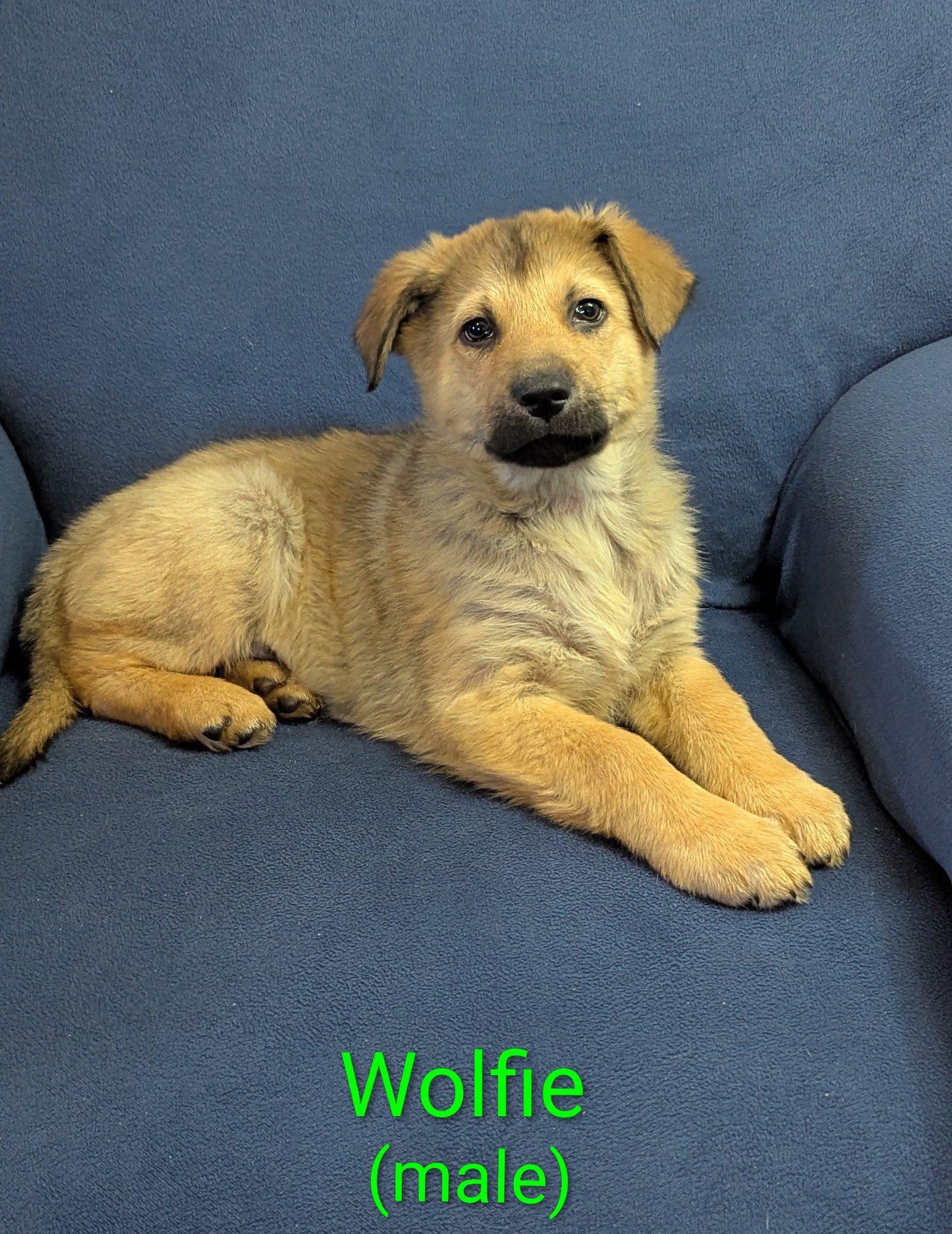 Wolfie, an adopted mixed breed in Ossining, NY image 2/2