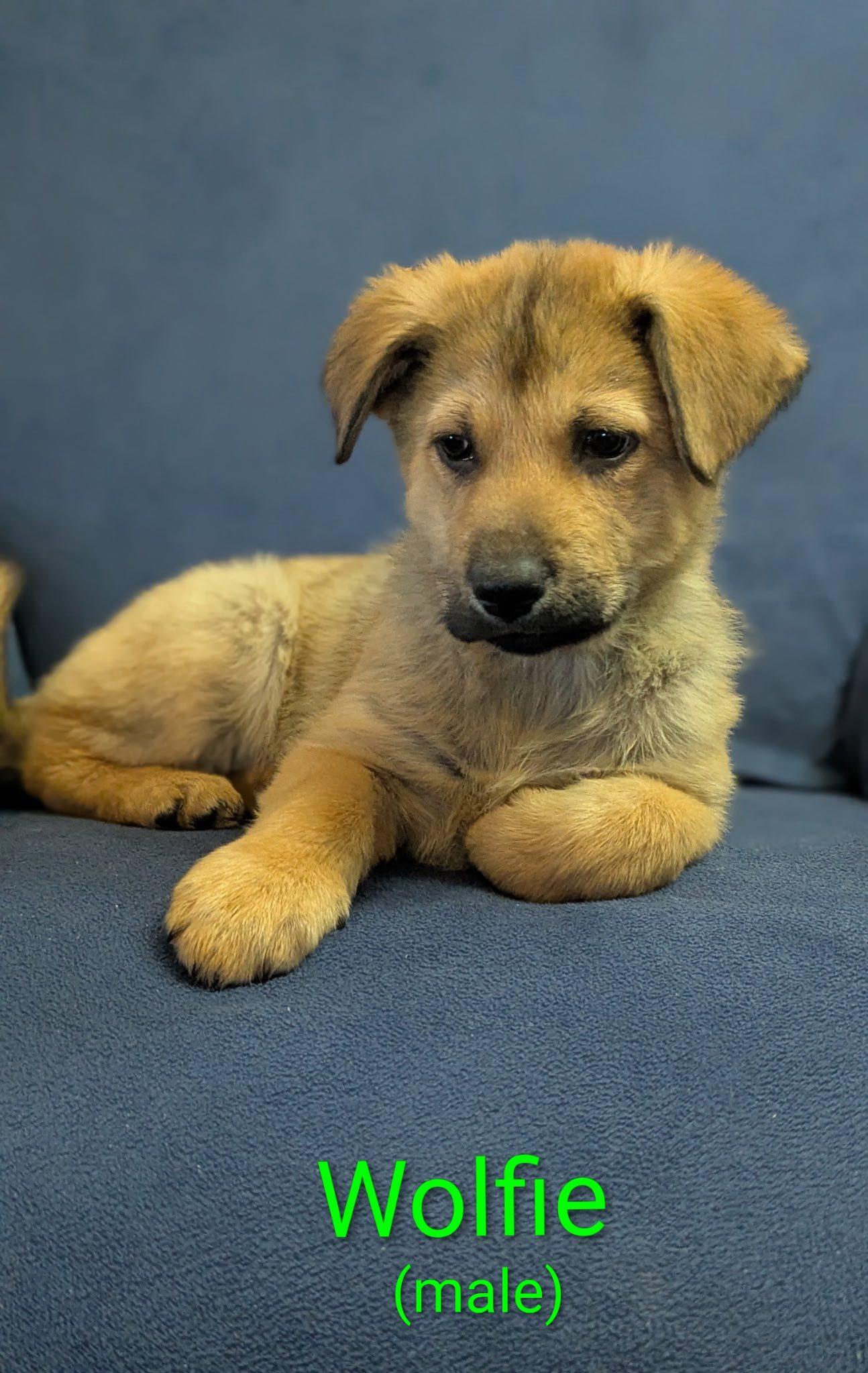 Wolfie, adopted, Puppy Male German Shepherd Dog.